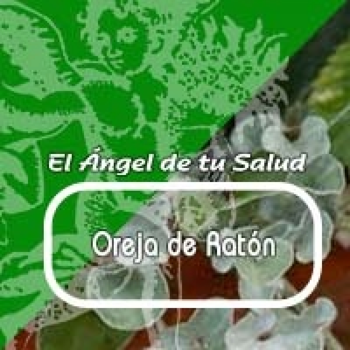 El Angel de tu Salud- OREJA DE RATÓN *** episode artwork