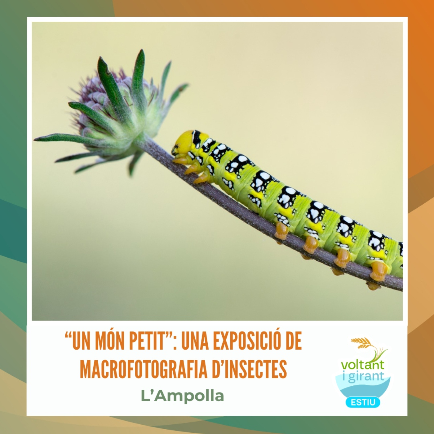 “Un món petit”: una exposició de macrofotografia d’insectes episode artwork