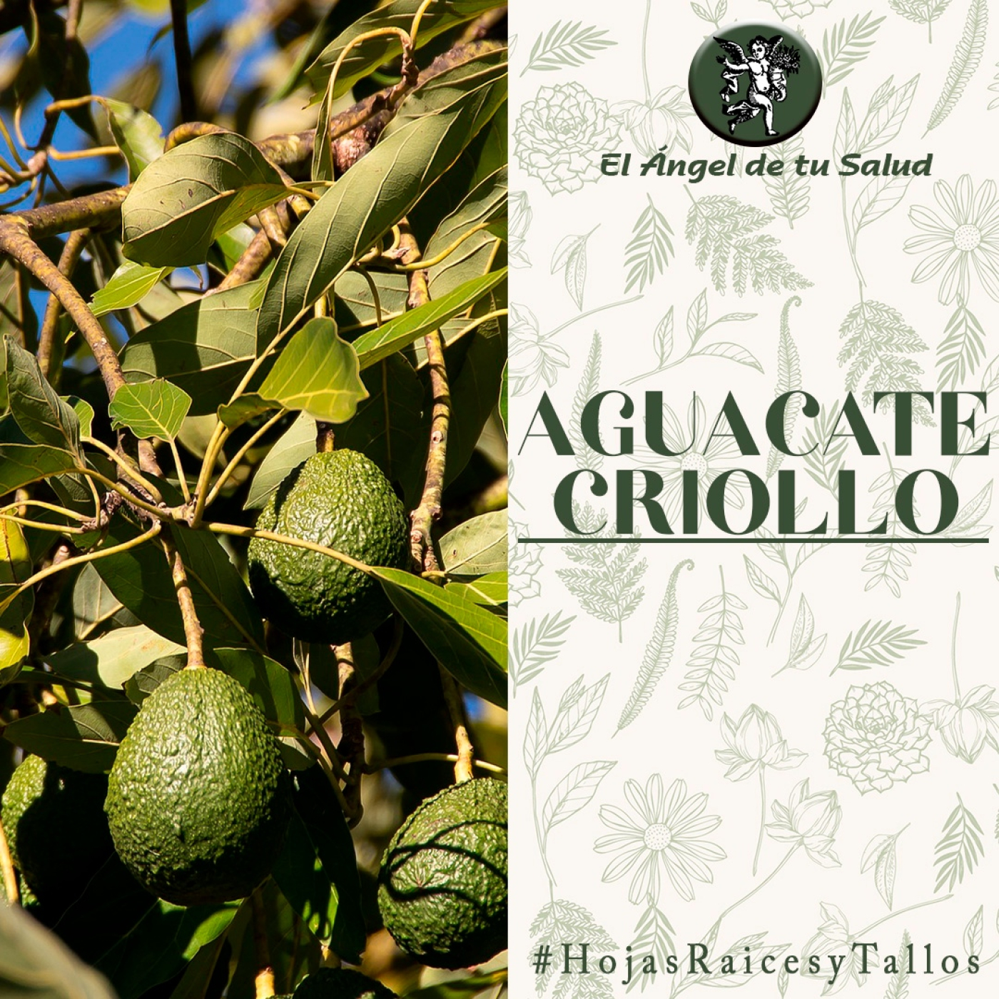 El Ángel de tu Salud - Aguacate Criollo** episode artwork