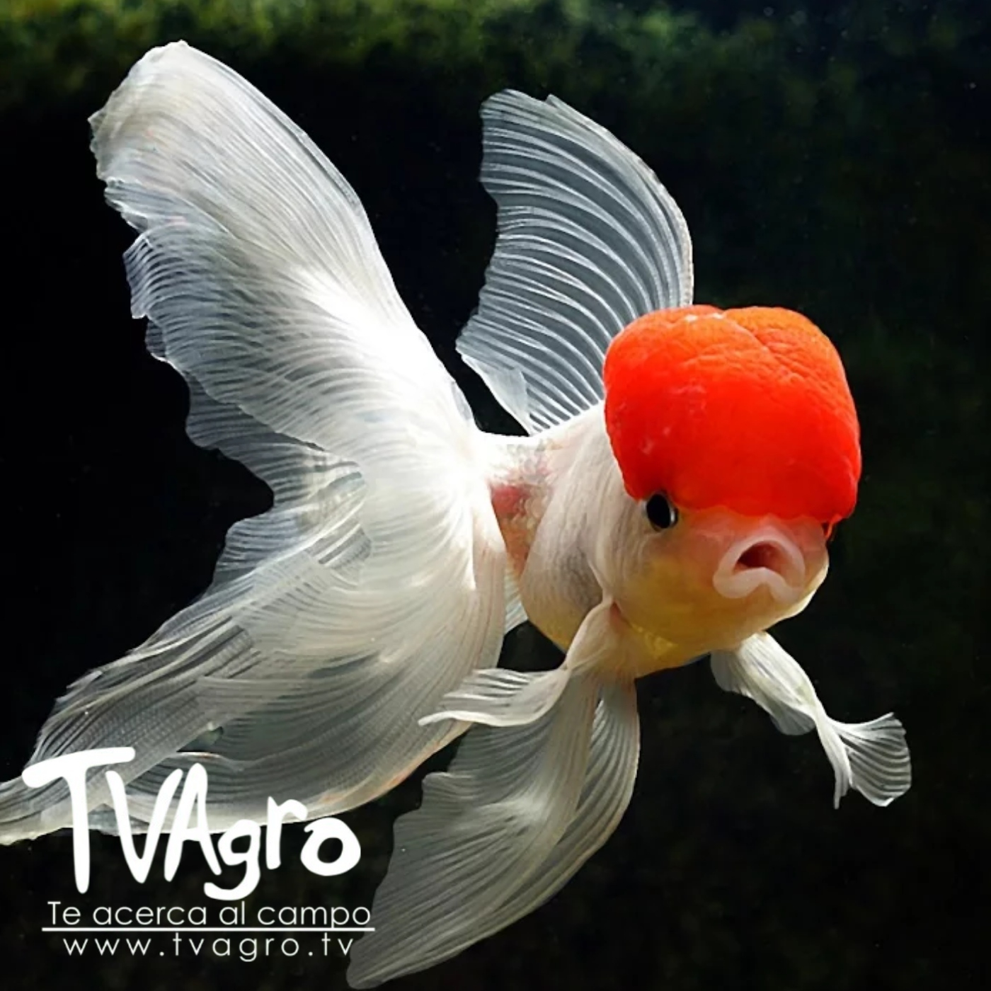 TV AGRO