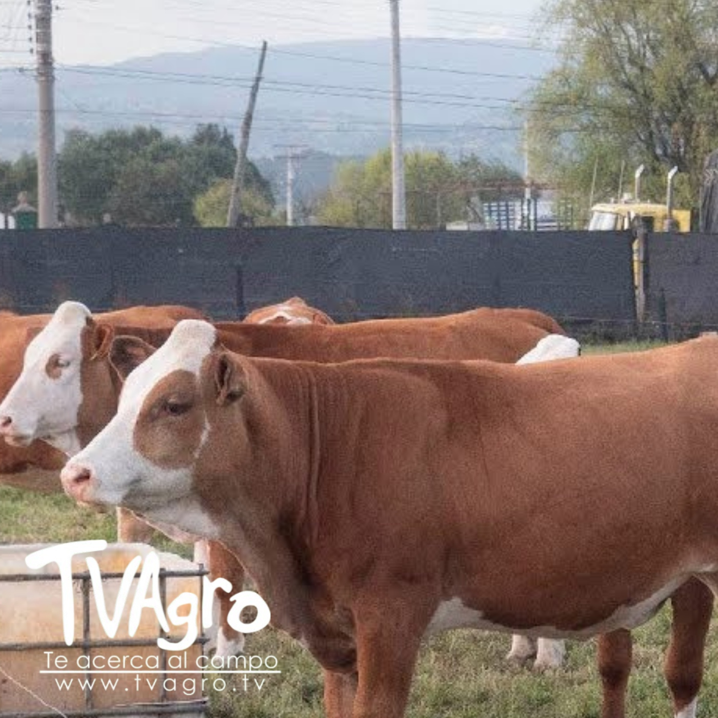 TV AGRO