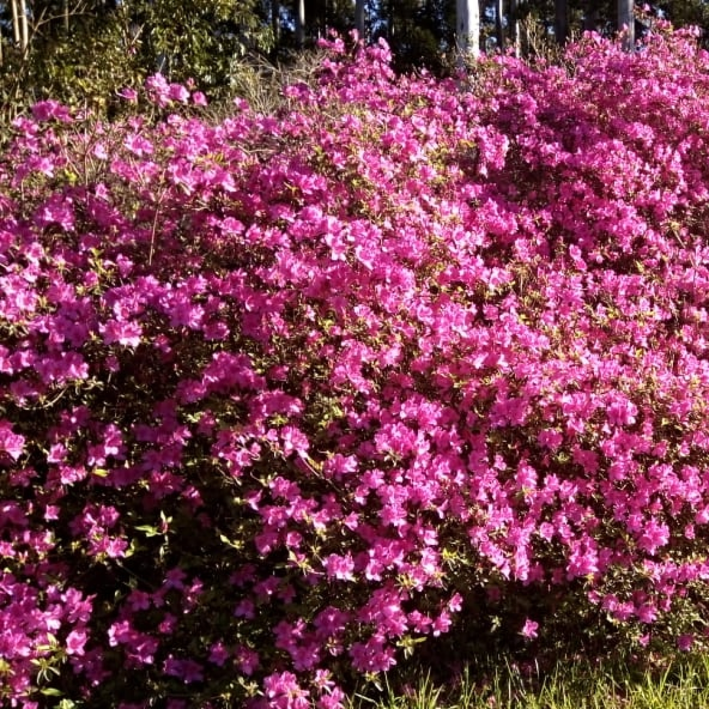 Buenas Noticias del Padre Gumer