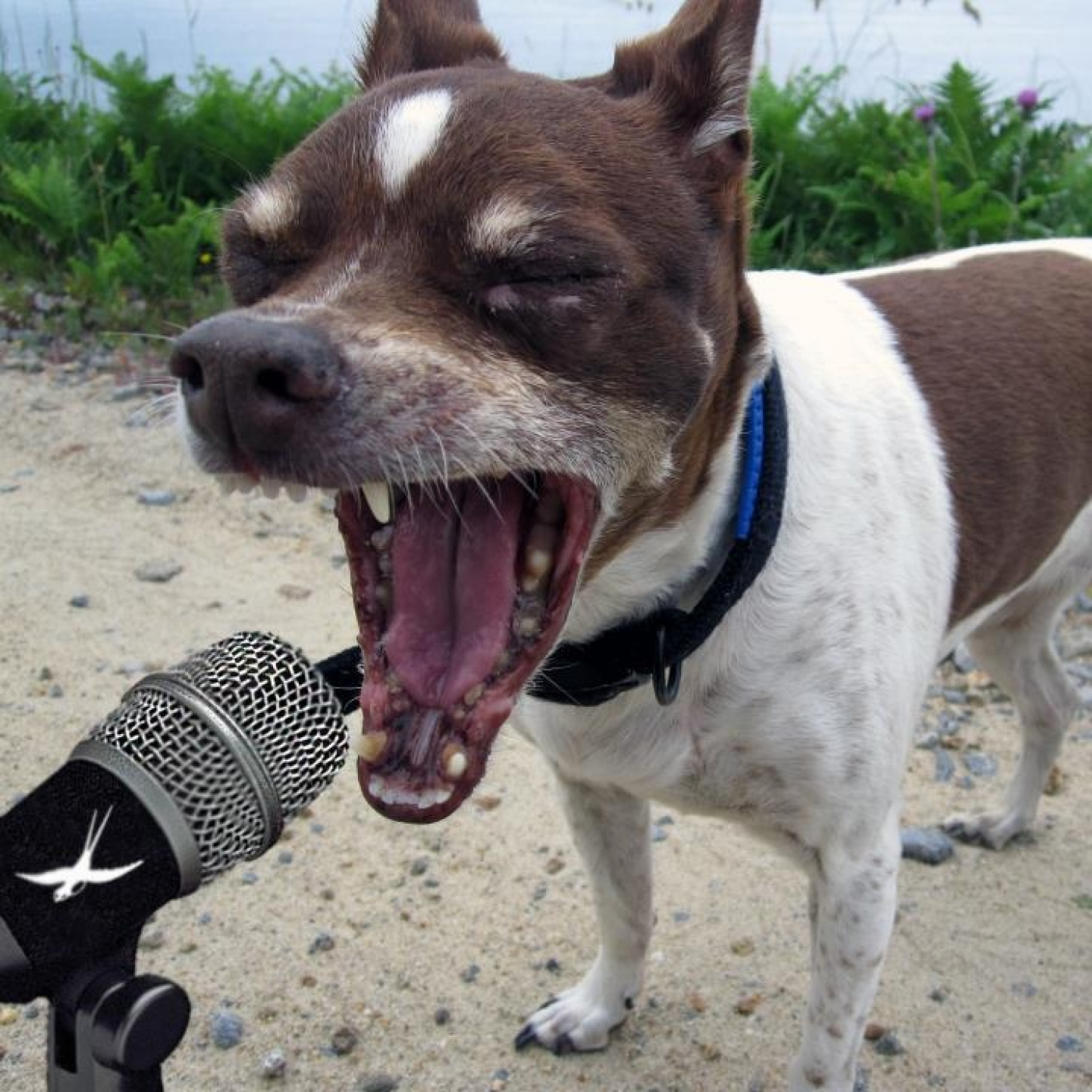 Música Kasual