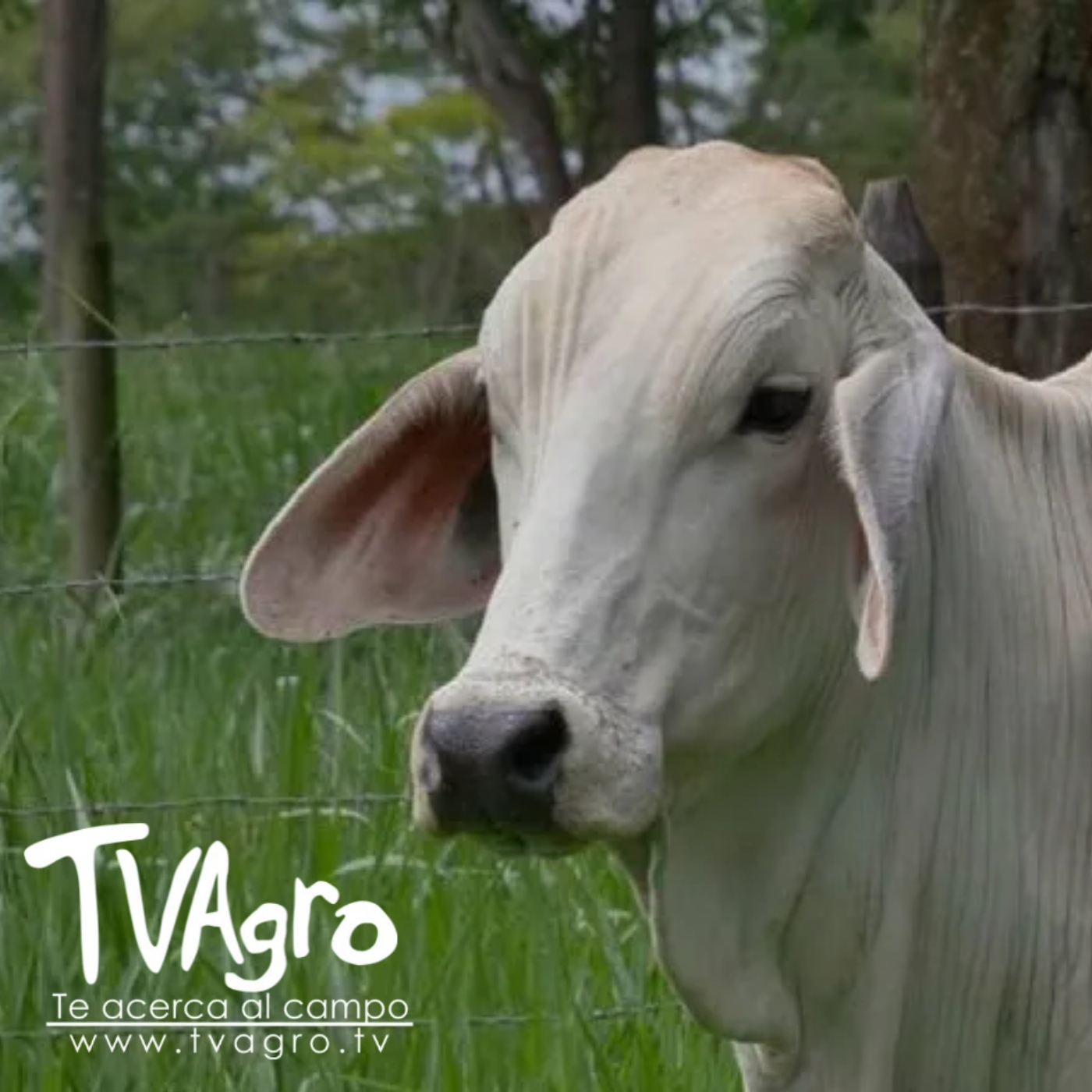 TV AGRO