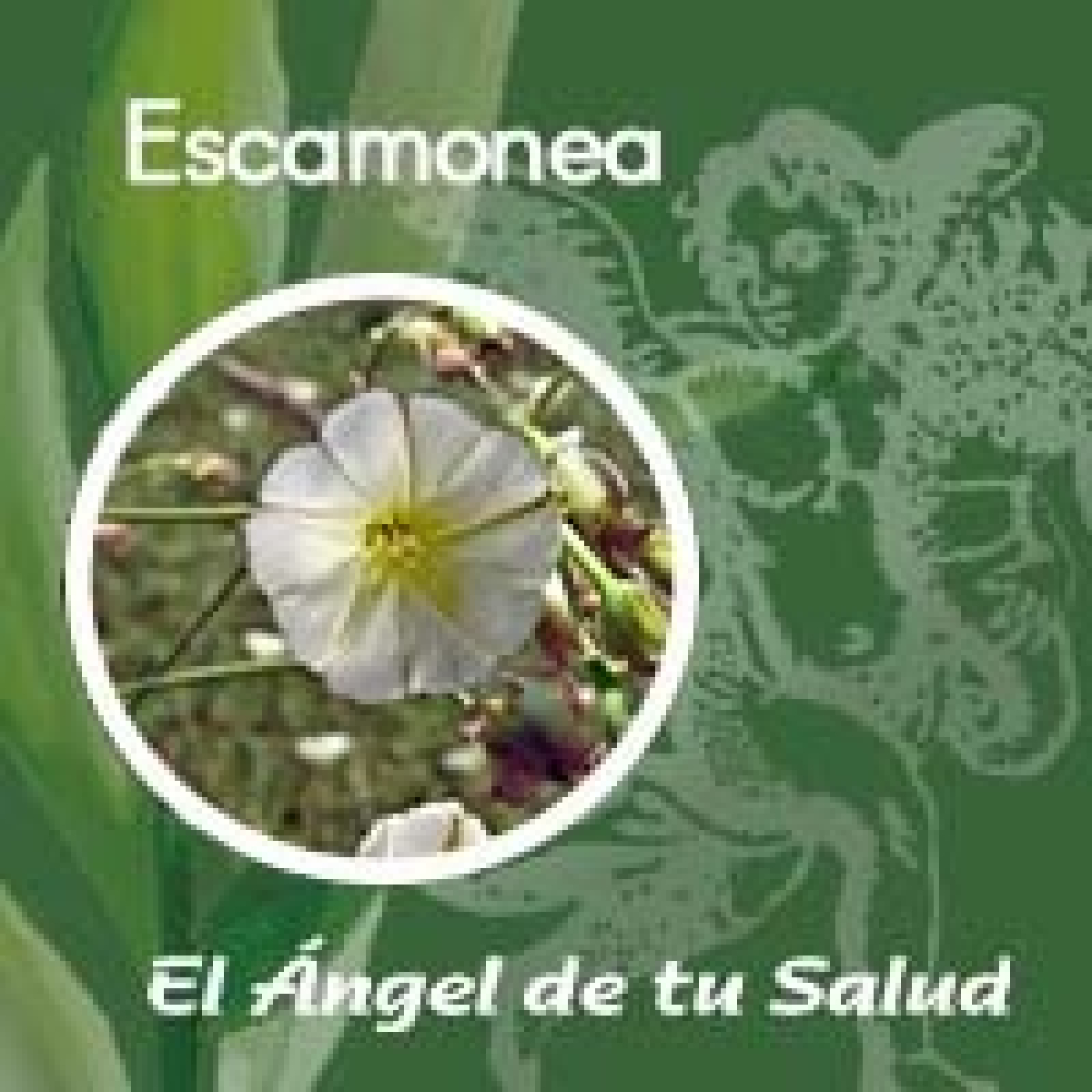 El Ángel de tu Salud - Escamonea** episode artwork