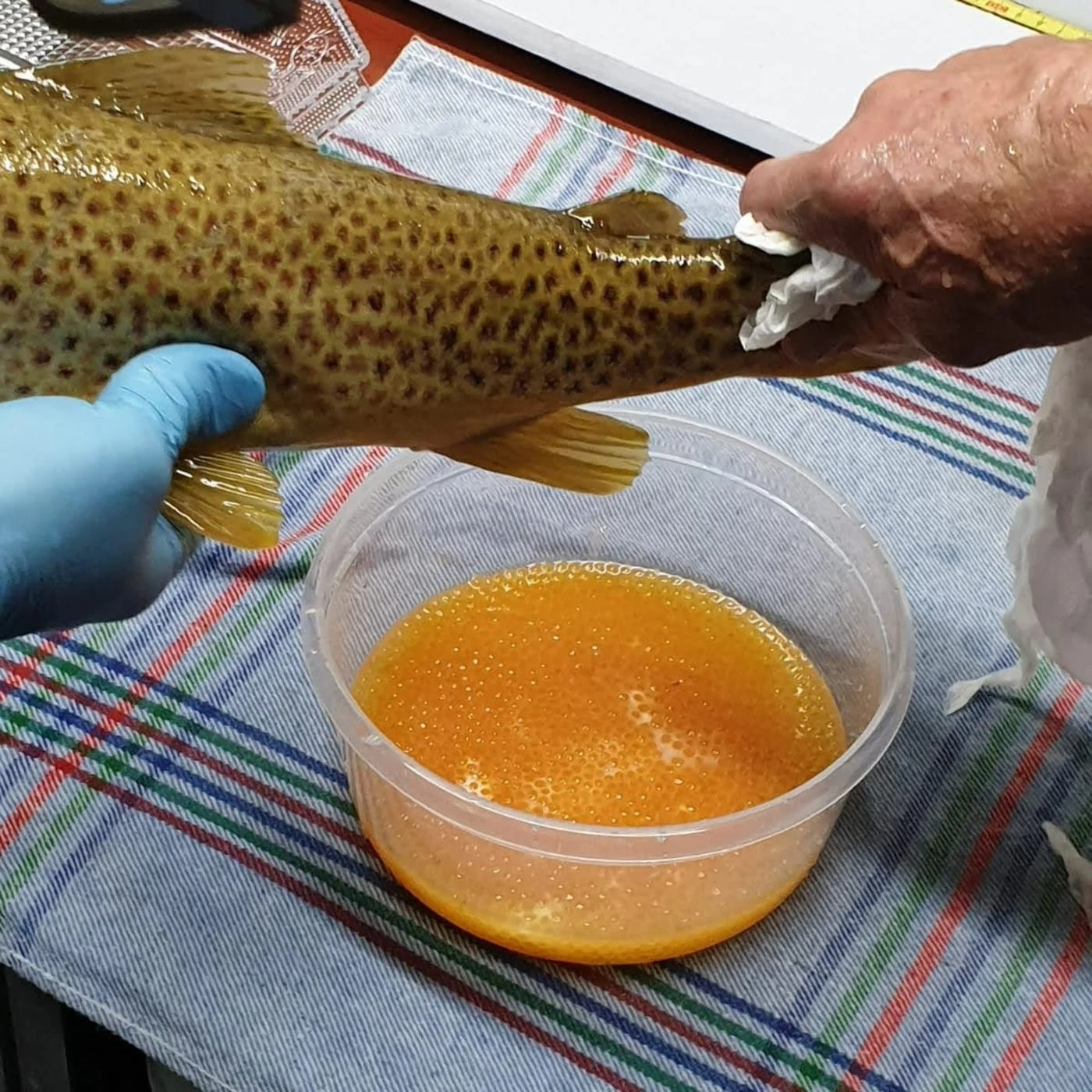Rio de la Vida pesca