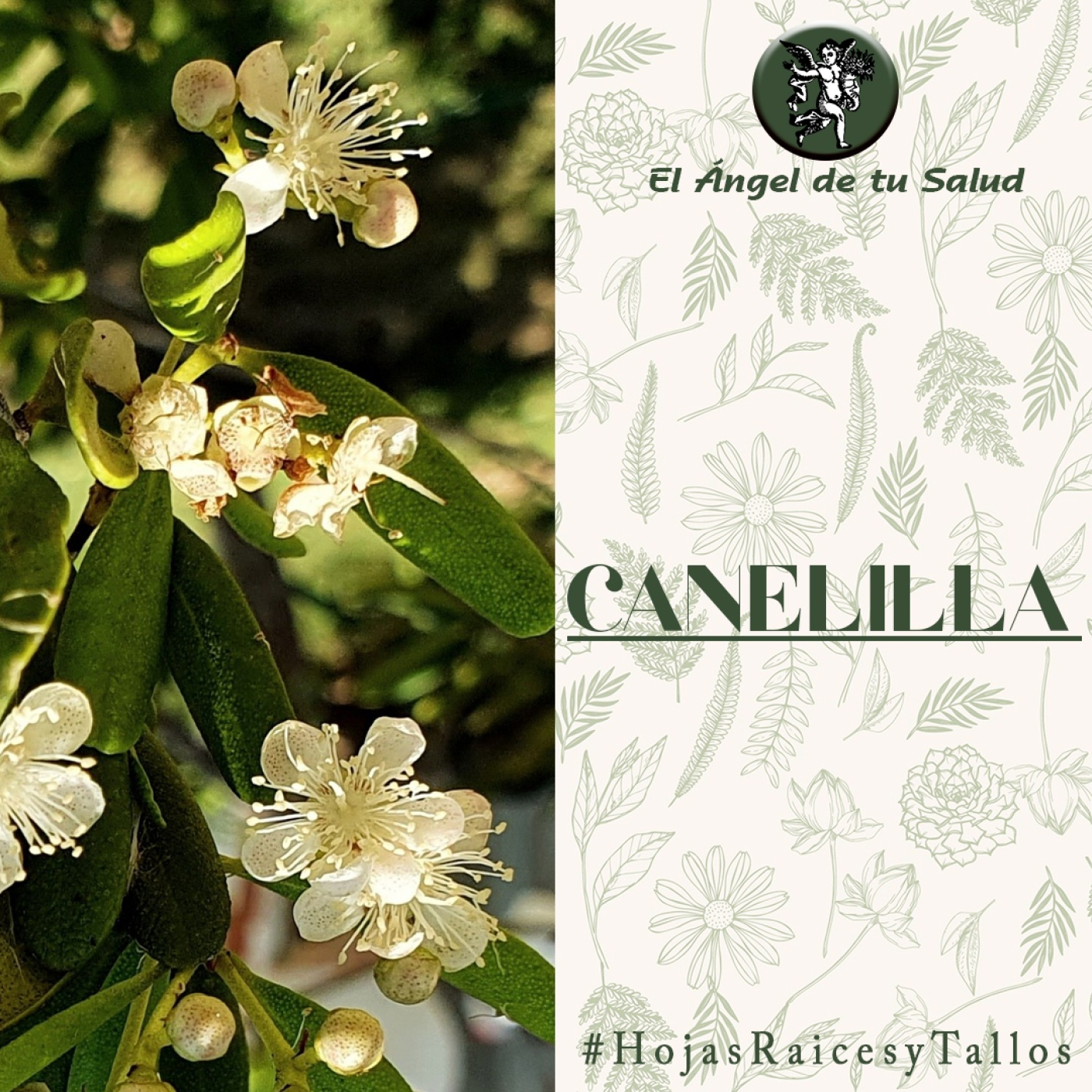 El Ángel de tu Salud - Canelilla** episode artwork