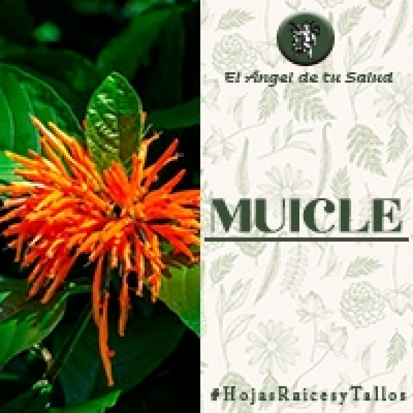 El Ángel de tu Salud - Muicle** episode artwork