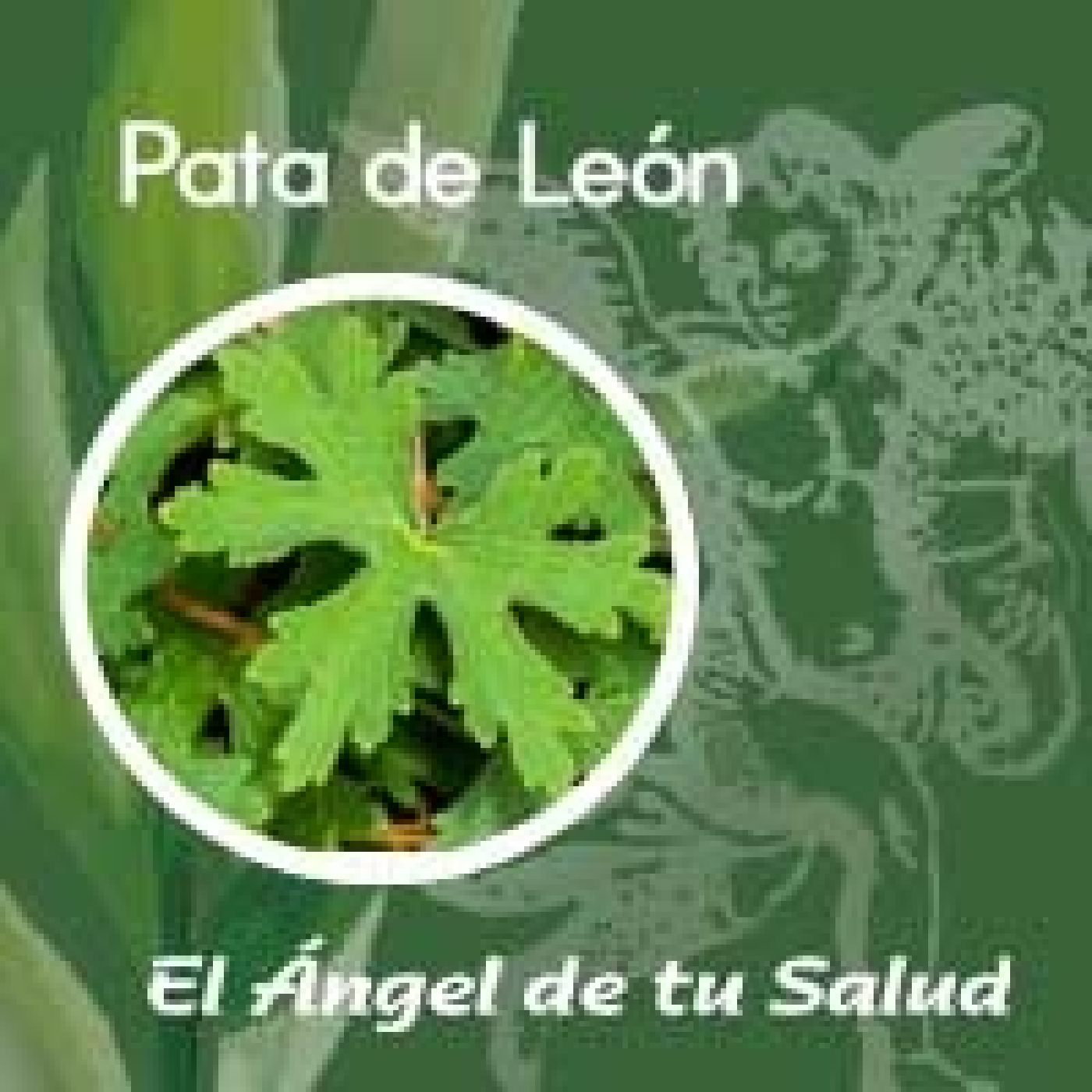 El Ángel de tu Salud - Pata de León**