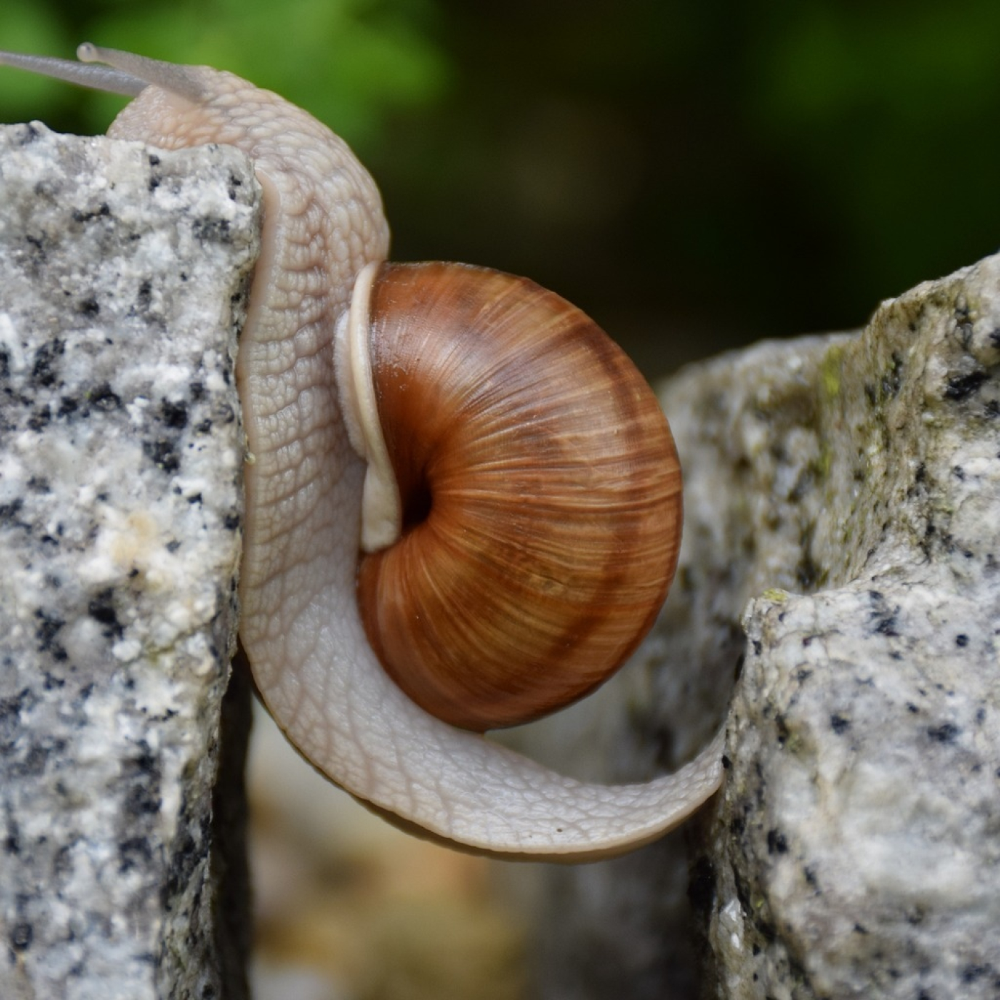 Roger Àlvarez Meditación