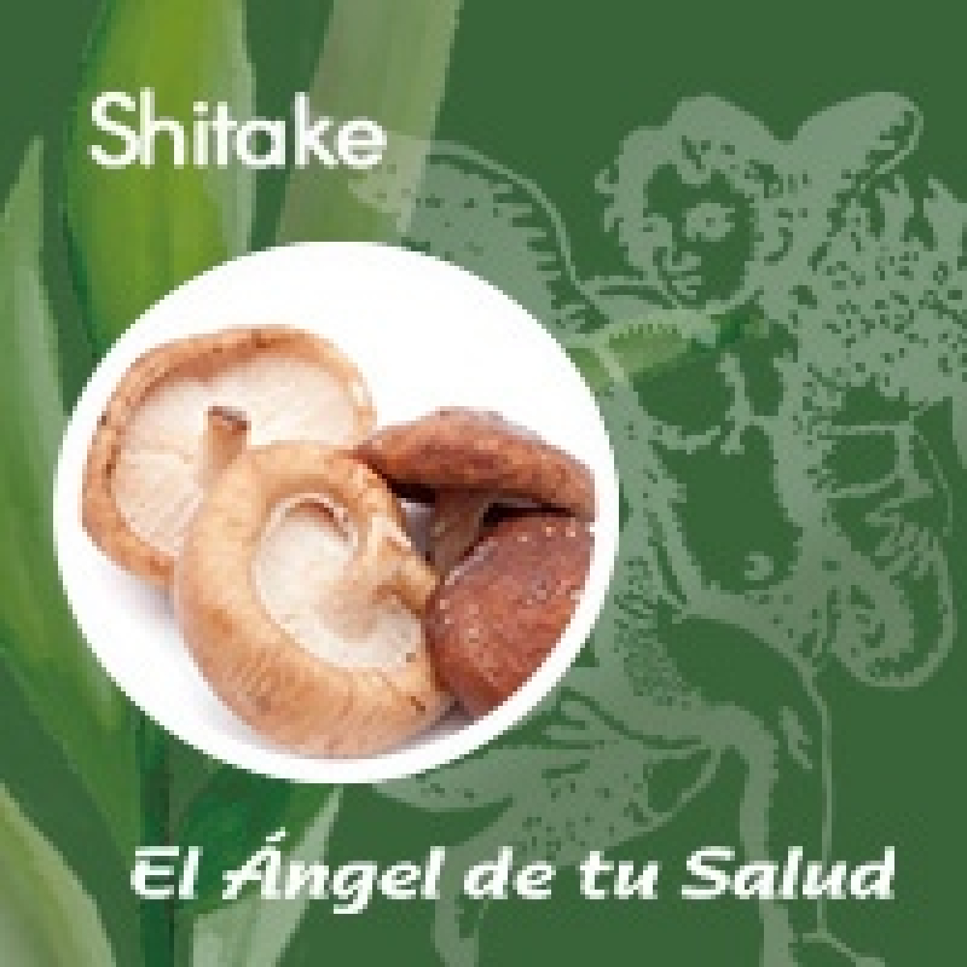 El Ángel de tu Salud - Shitake*