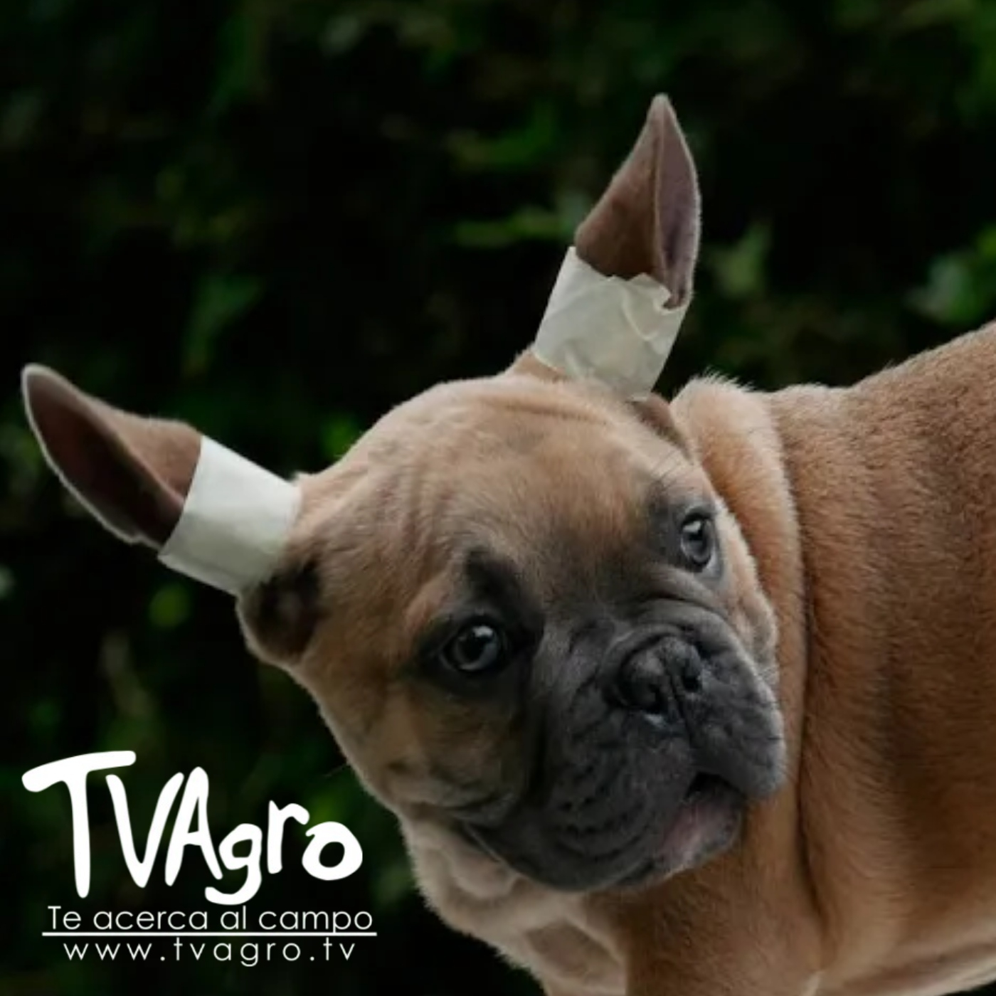 TV AGRO