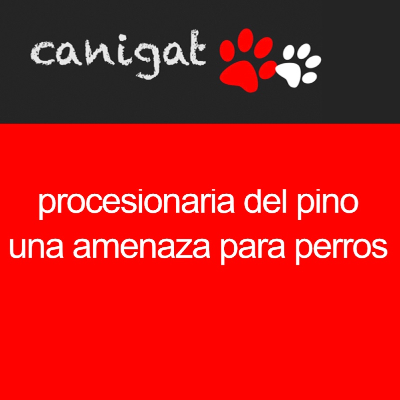 Consejos veterinarios de perros y gatos by canigat