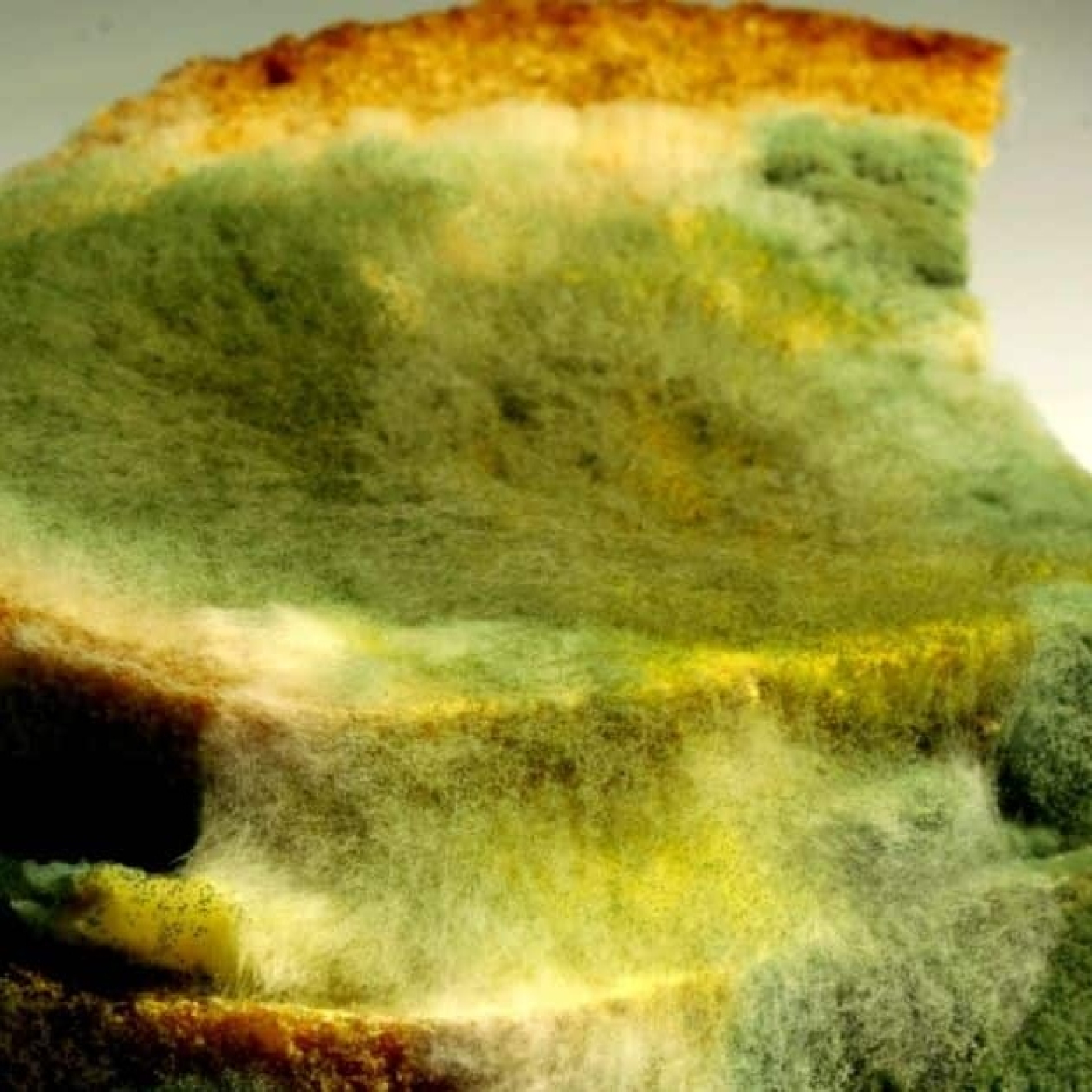 S01E49 - Sandwiches con moho y los valores y principios de las abuelas episode artwork