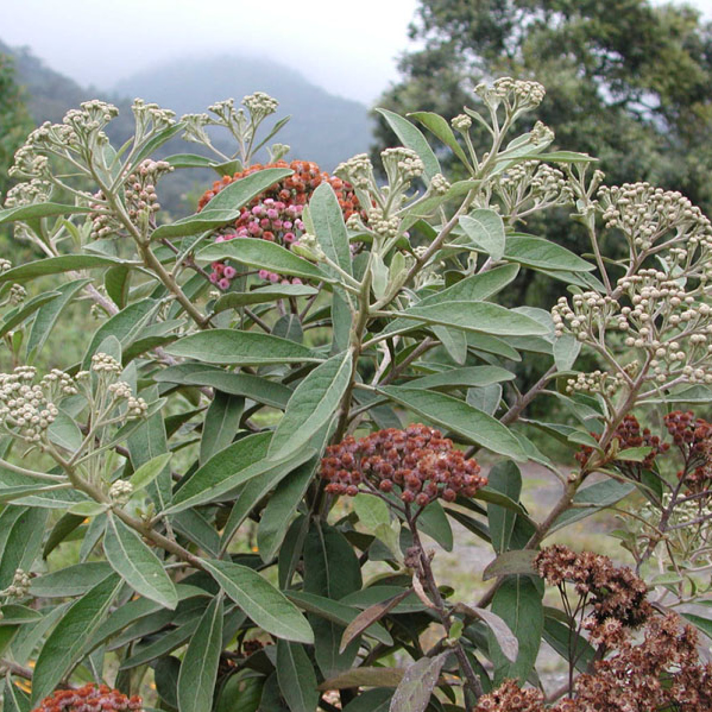 La Salvia cubana: una planta con poderes antioxidantes episode artwork