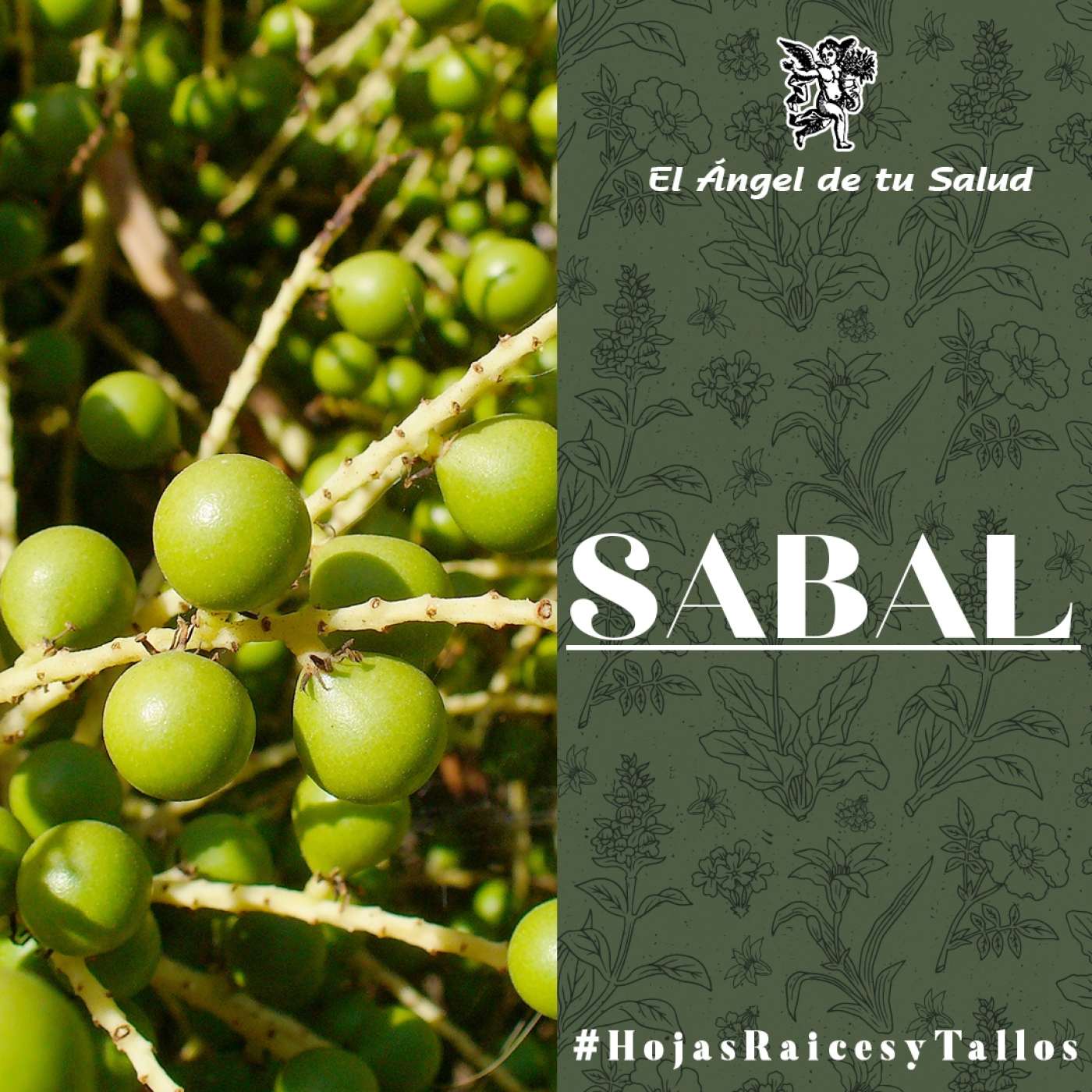 El Ángel de tu Salud - Sabal**