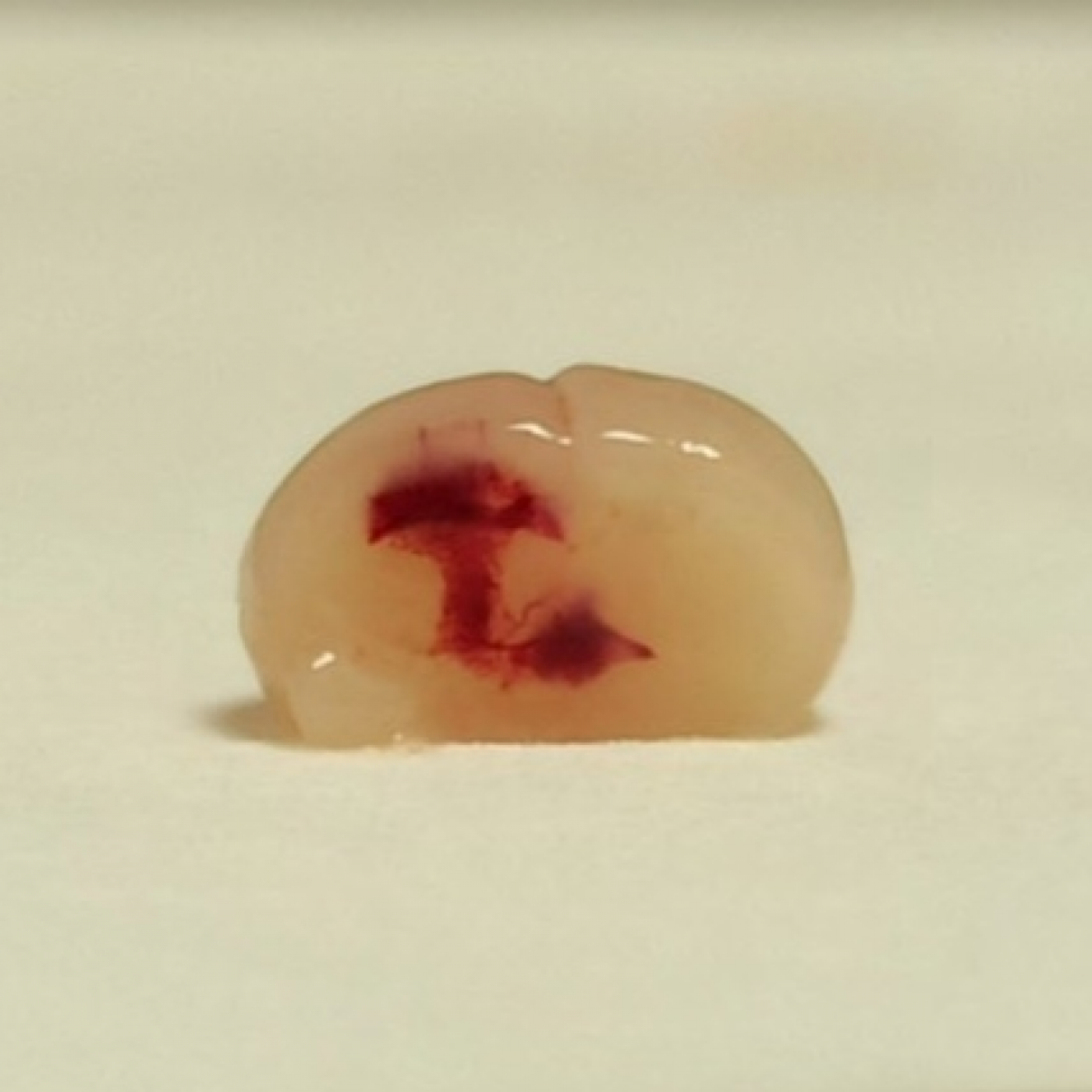 Fotciencia19