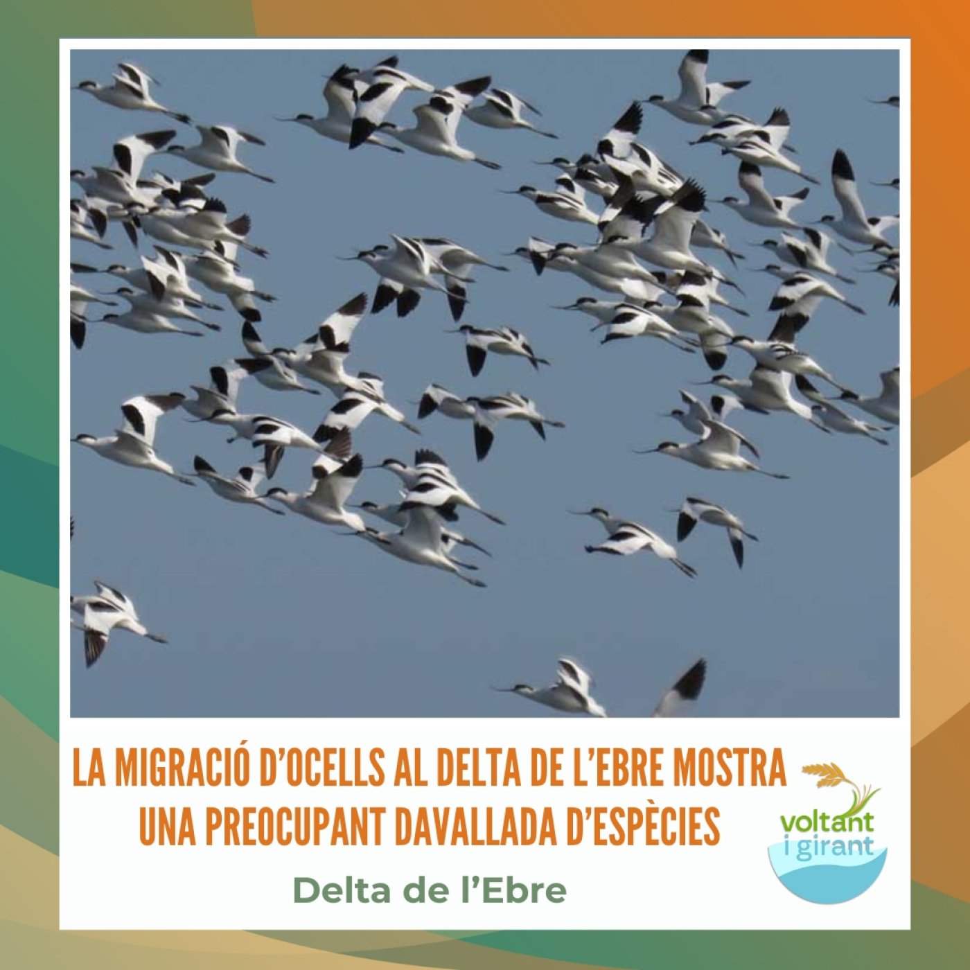 La migració d’ocells al delta de l’Ebre mostra una preocupant davallada d’espècies episode artwork