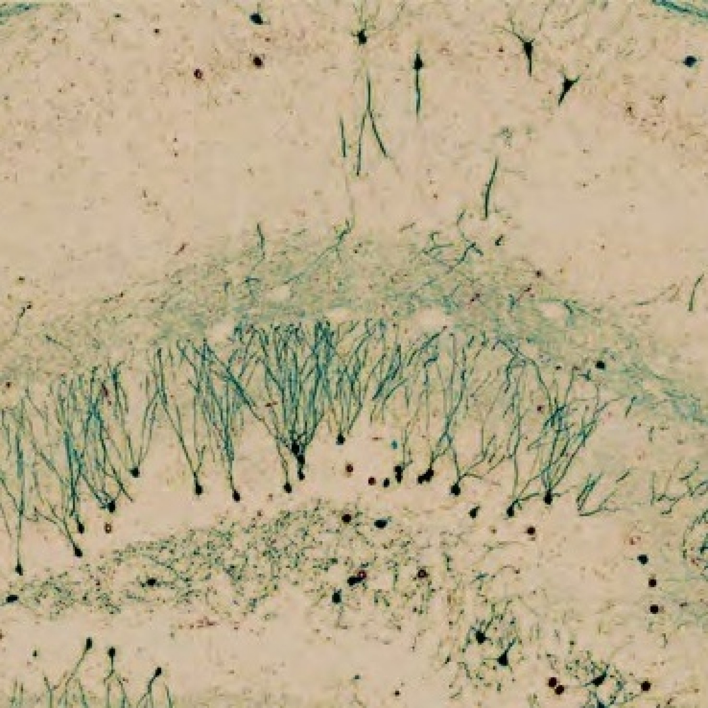 Fotciencia19