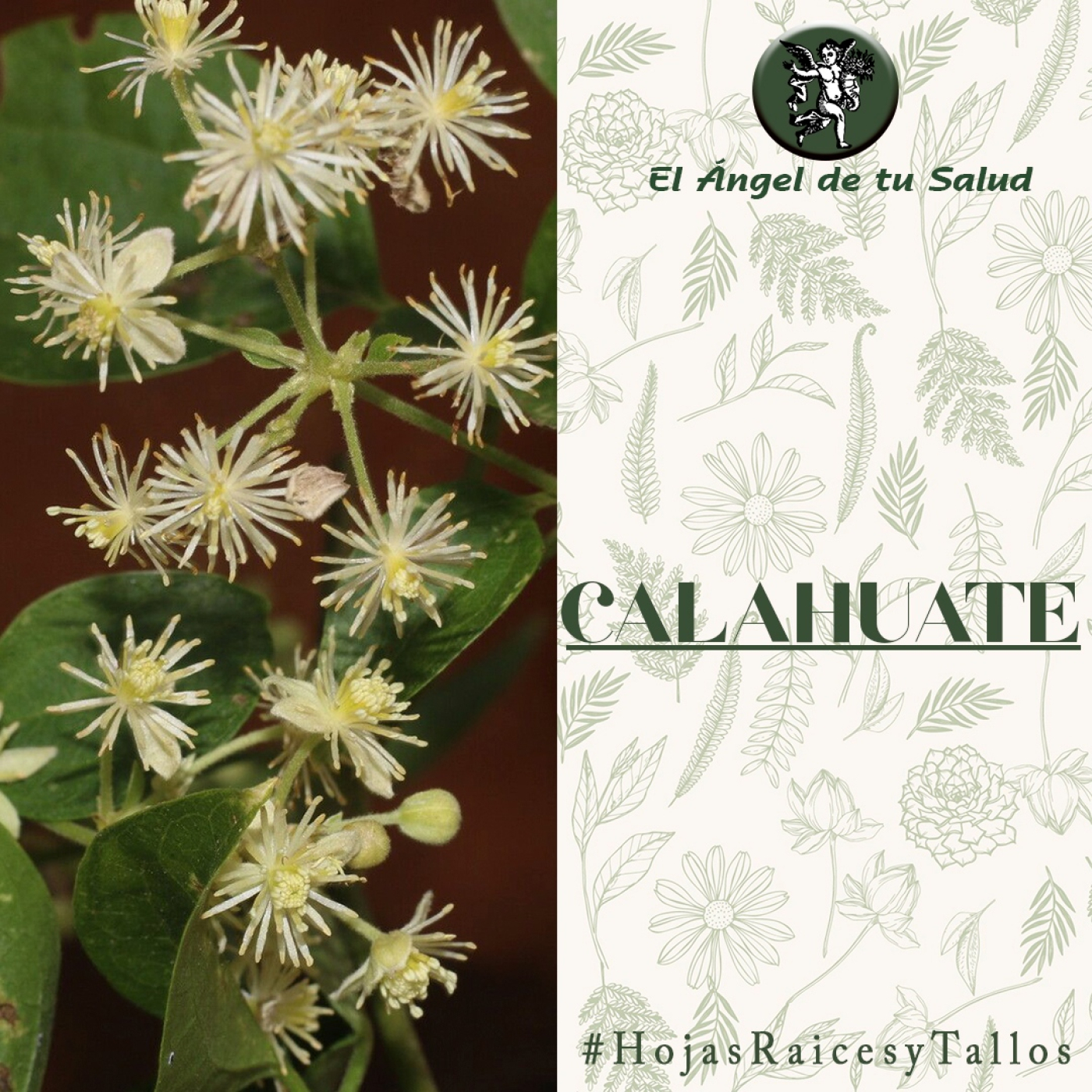 El Ángel de tu Salud - Calahuate** episode artwork