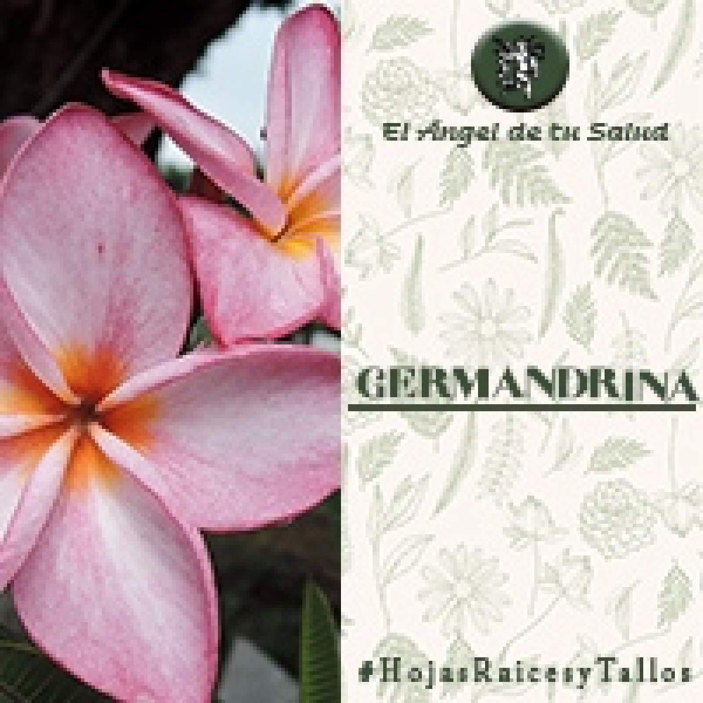 El Ángel de tu Salud - Germandrina**