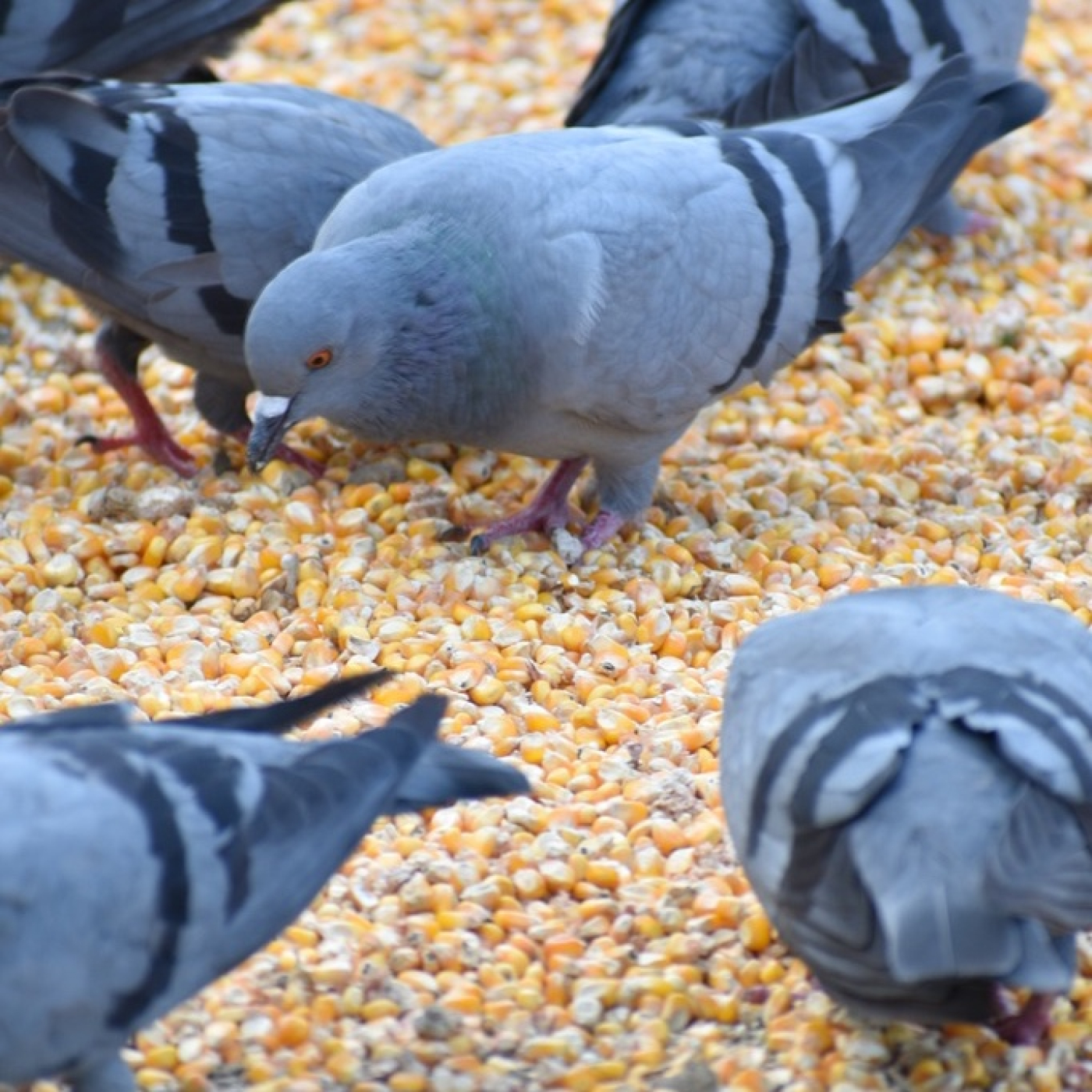 Podcast El pulso de la Vida