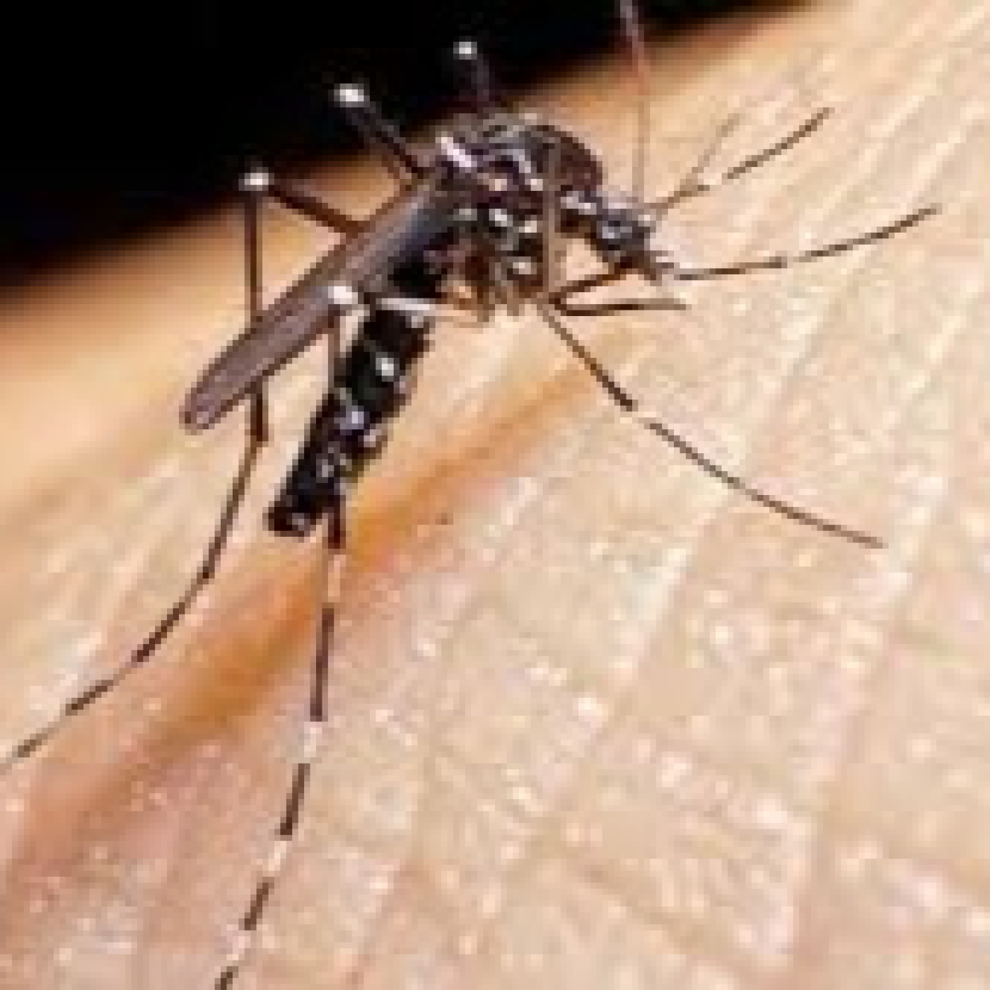 Disminuyen casos de arbovirosis, pero persisten altos índices de infestación del mosquito en Pinar del Río