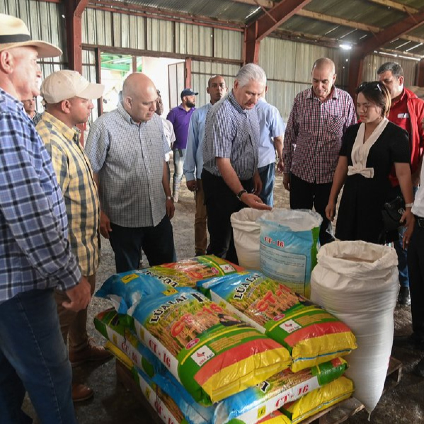 En Cuba crece un arroz con raíces de amistad verdadera — Radio Rebelde cover