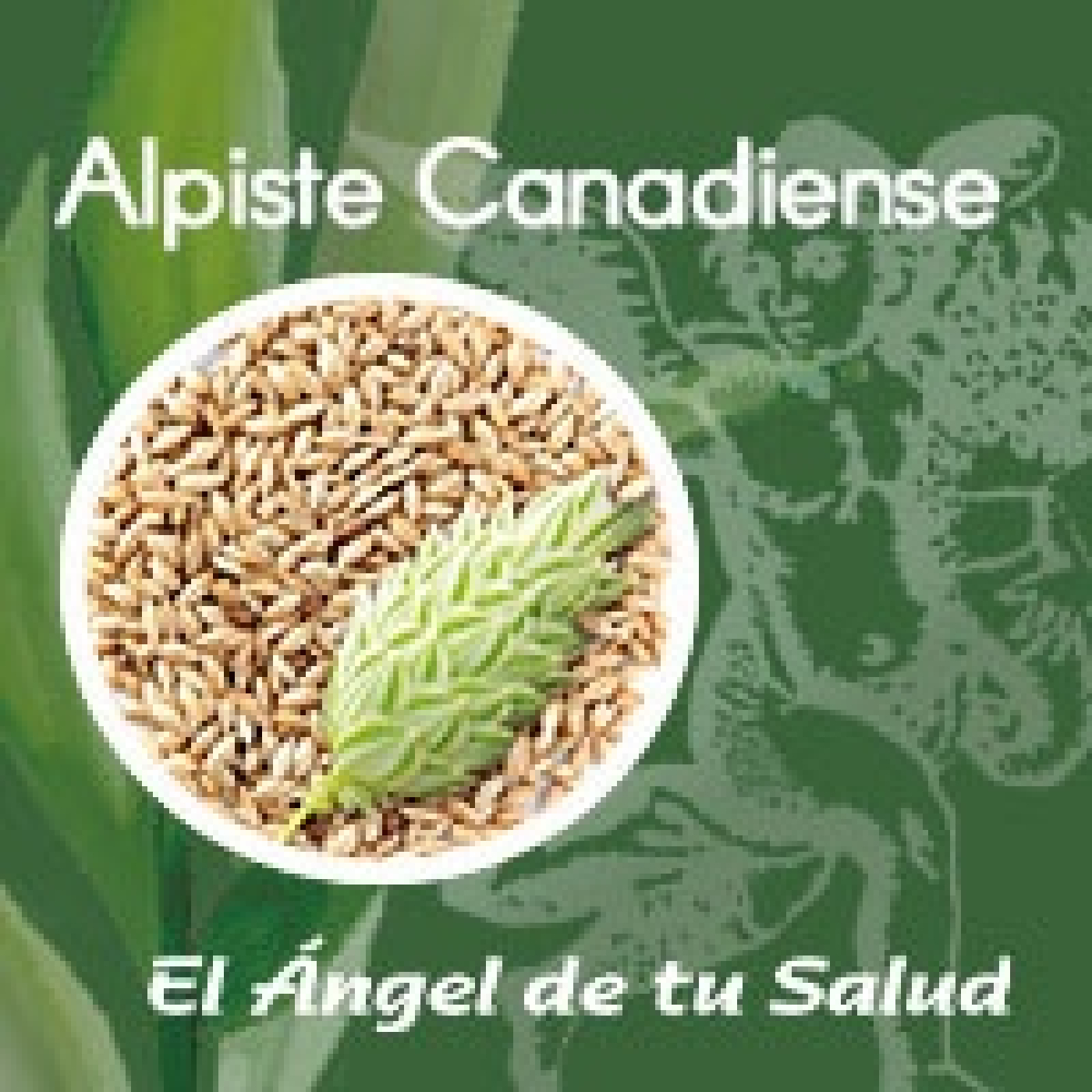 El Ángel de tu Salud - Alpiste Canadiense** episode artwork