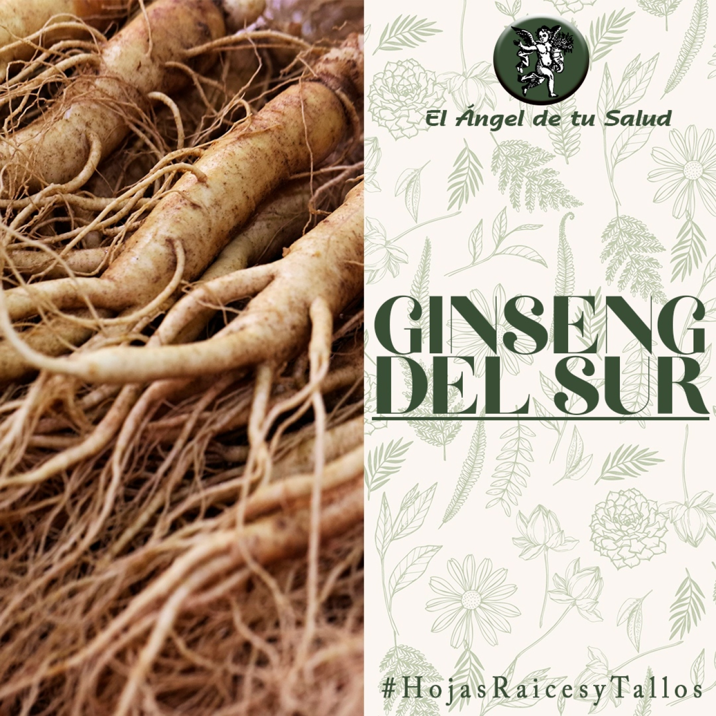 El Ángel de tu Salud - Ginseng del Sur** episode artwork