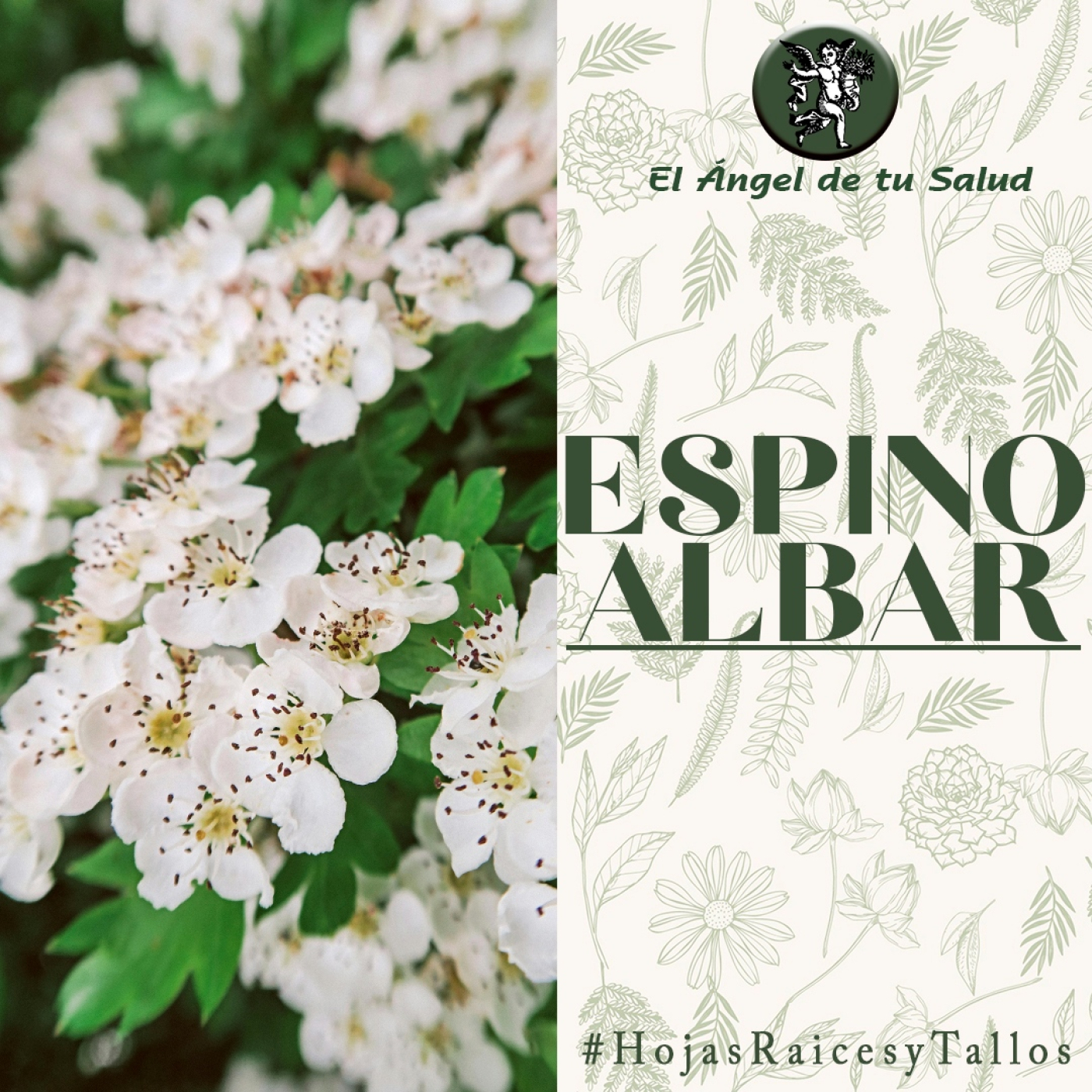 El Ángel de tu Salud - Espino Albar** episode artwork