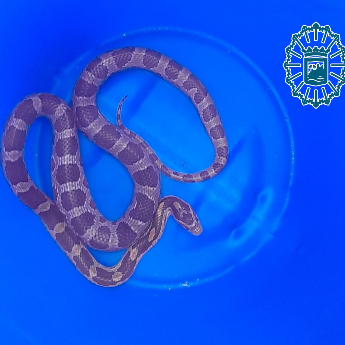 Audios Policía Local Málaga