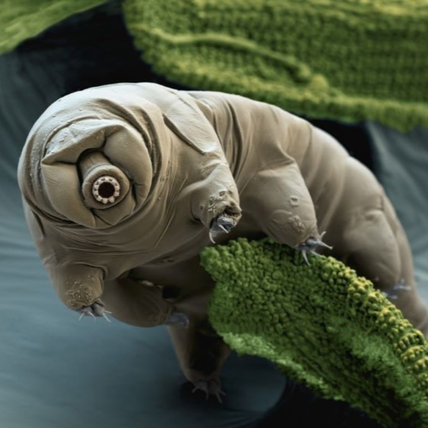 977 - Los Tardígrados u Osos de Agua: Los animales que podrían estar habitando en la Luna "vivos" en este momento