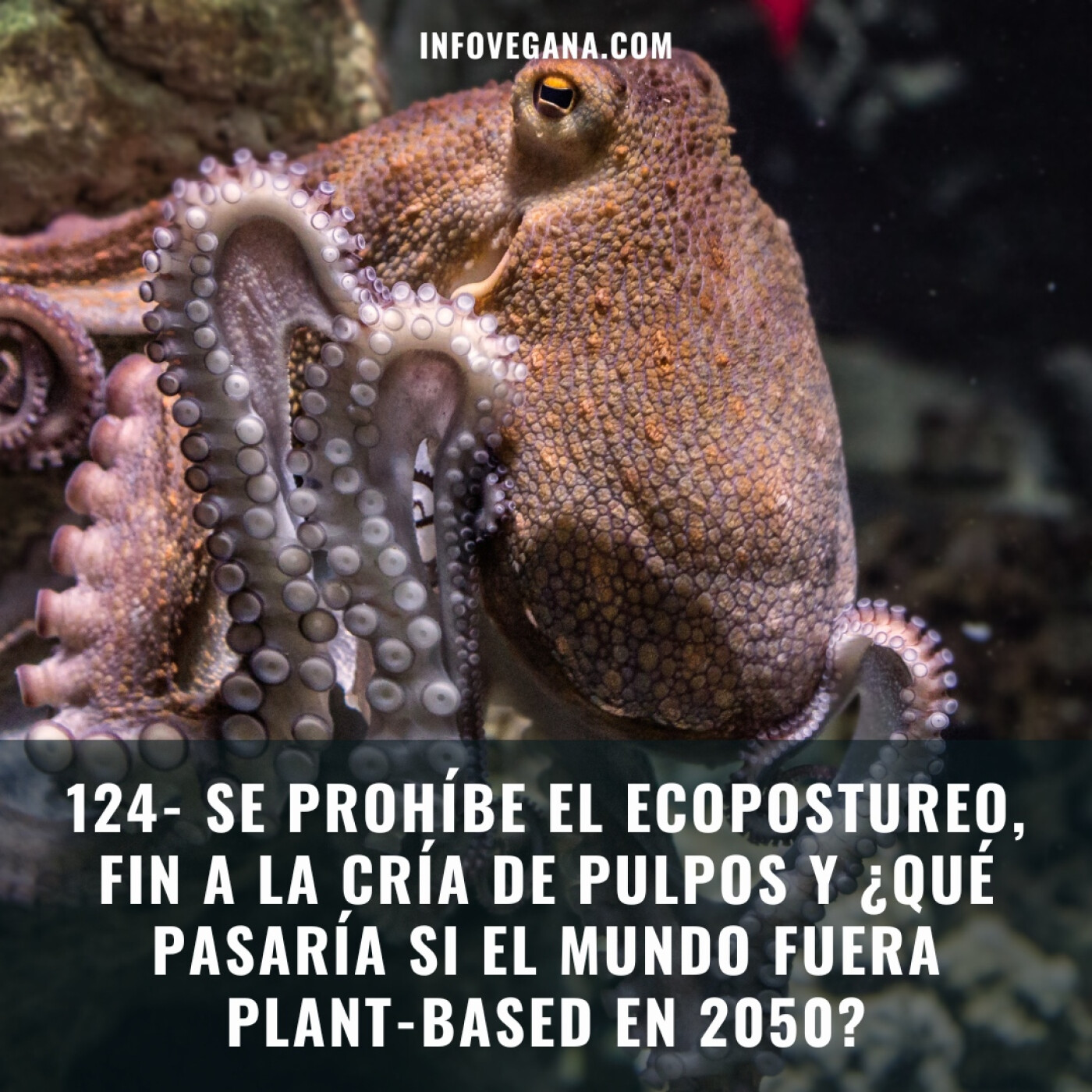 Infovegana, podcast de veganismo y sostenibilidad