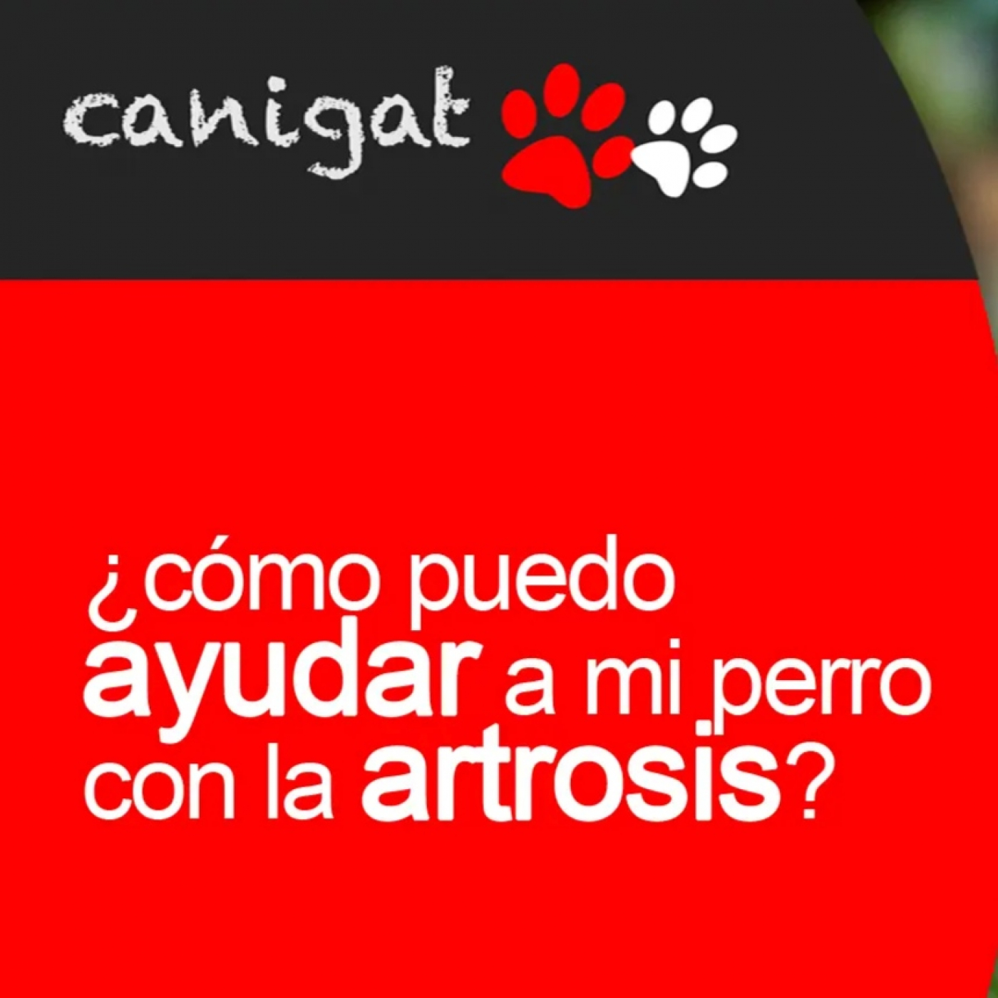 Consejos veterinarios de perros y gatos by canigat