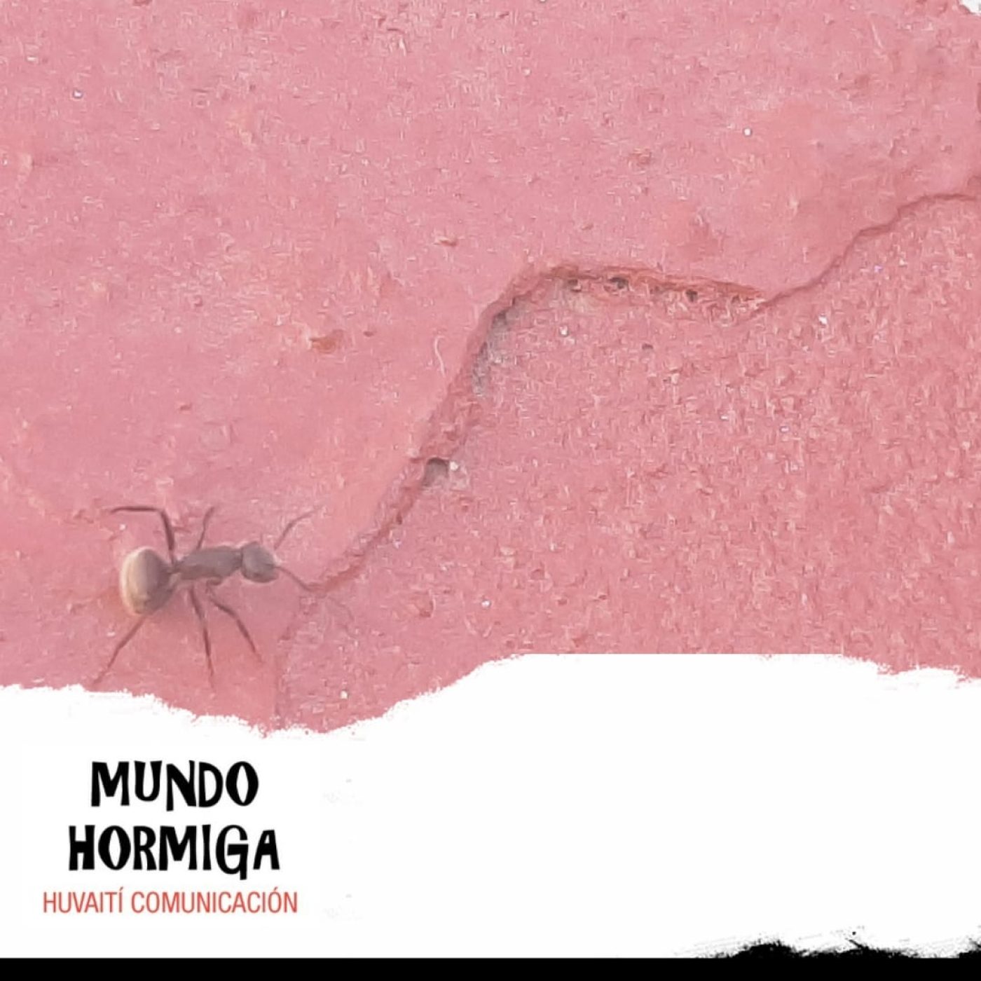 Mundo Hormiga - 25 de Febrero 2024 episode artwork