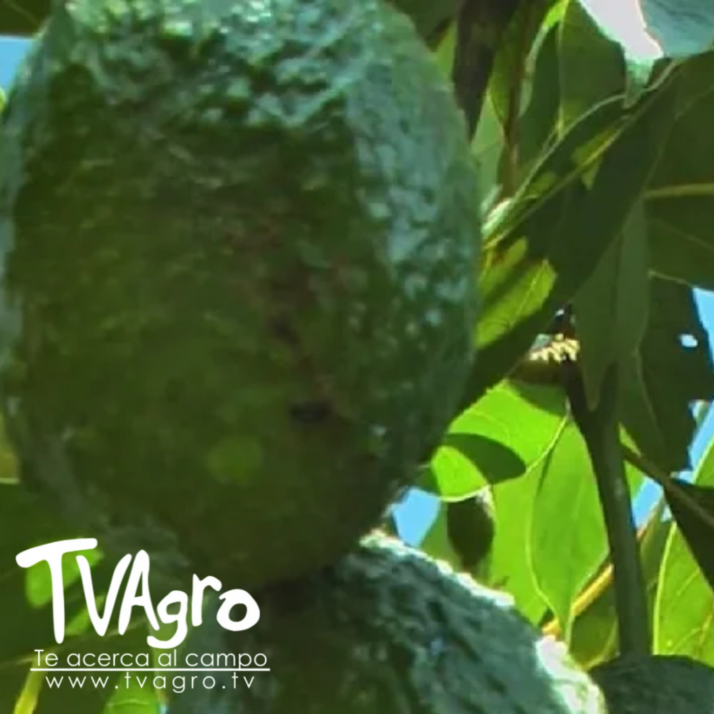 TV AGRO