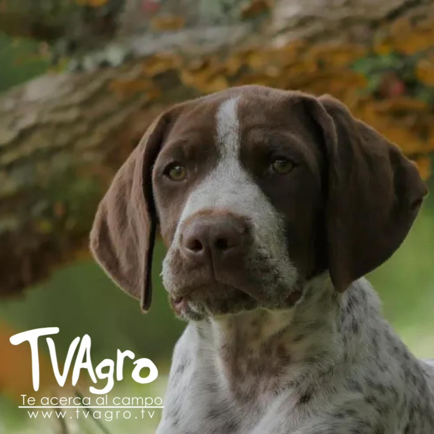 TV AGRO