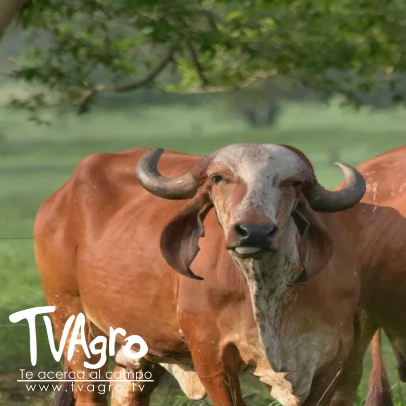 TV AGRO