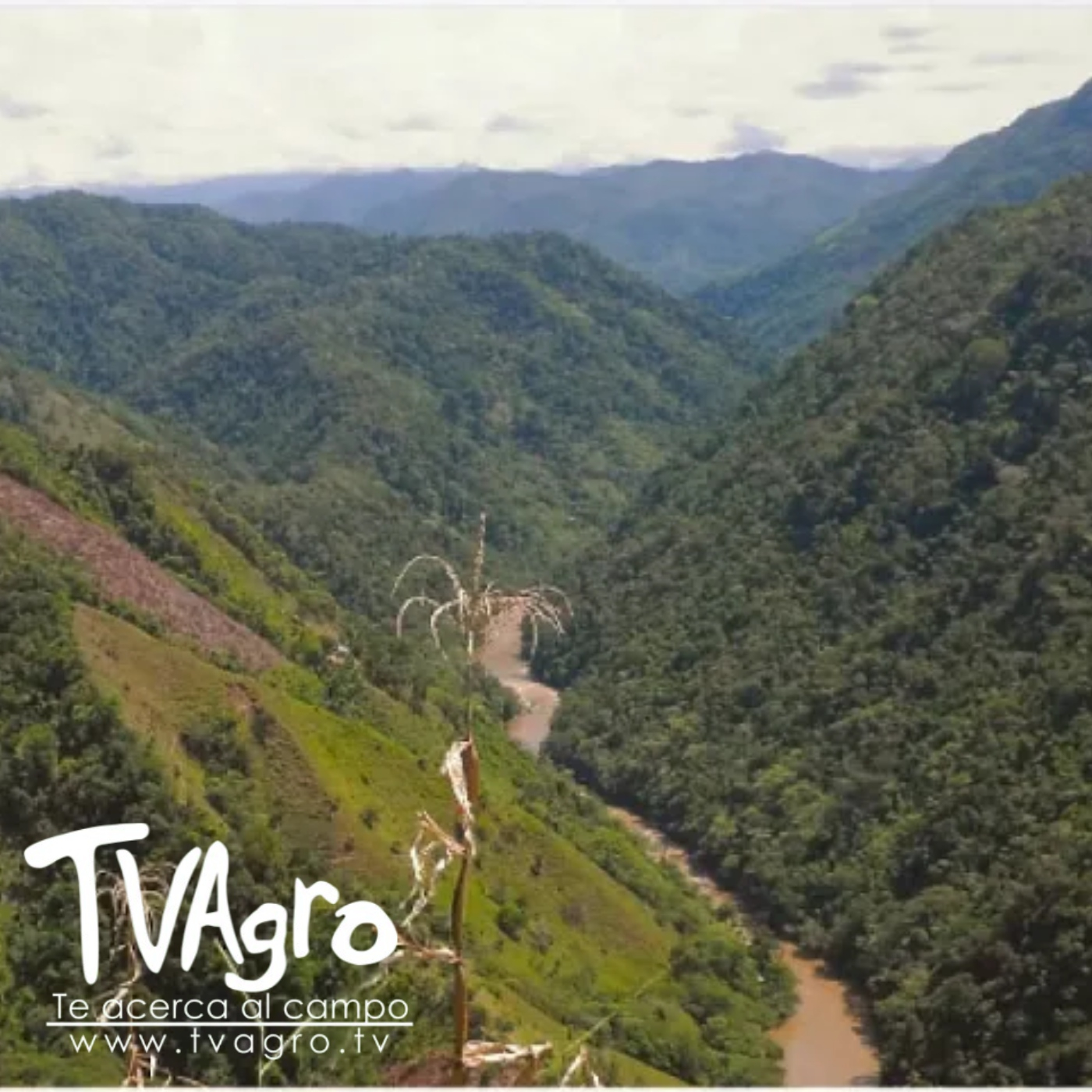 TV AGRO