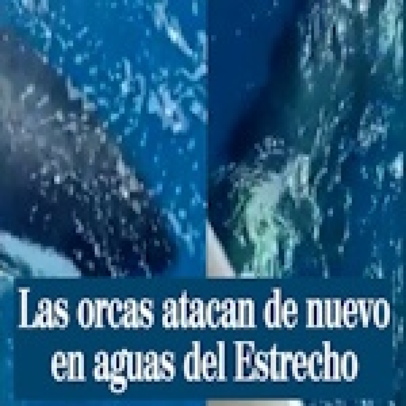 Las orcas atacan: Peligro en el estrecho de Gibraltar