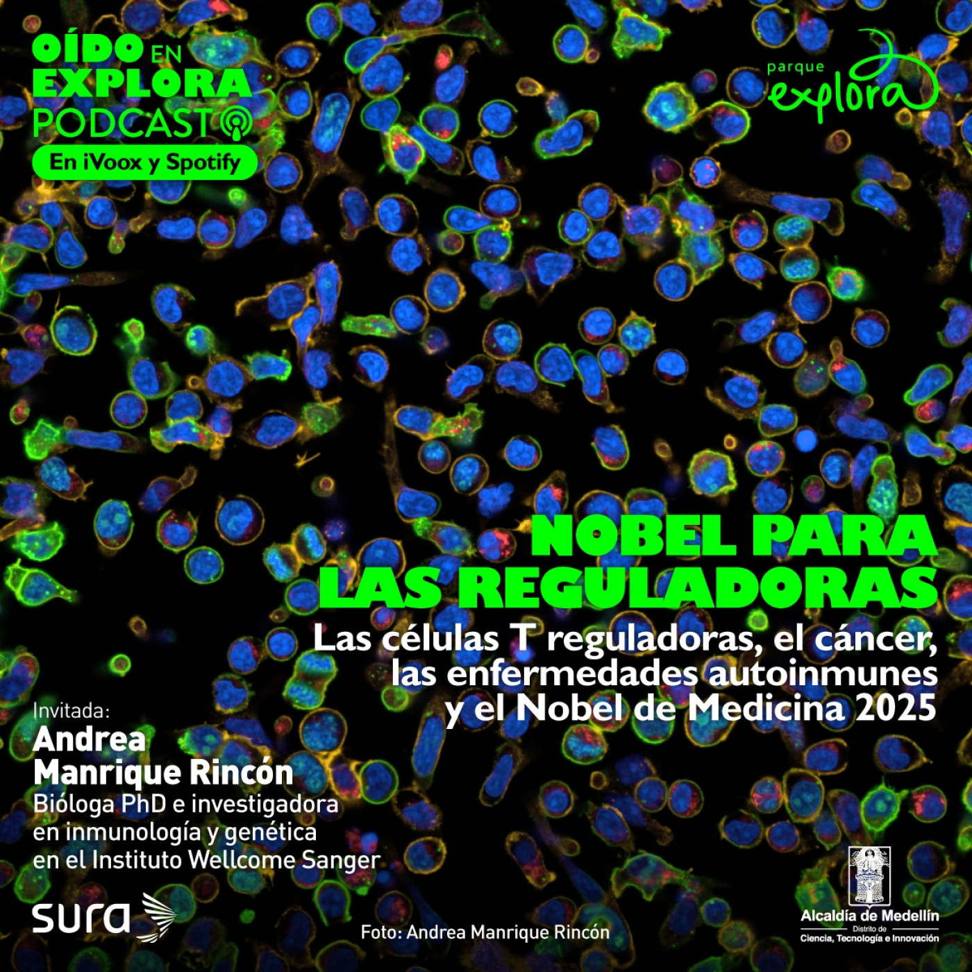 Cáncer, inmunoterapias, células T reguladoras y el Nobel de Medicina 2025