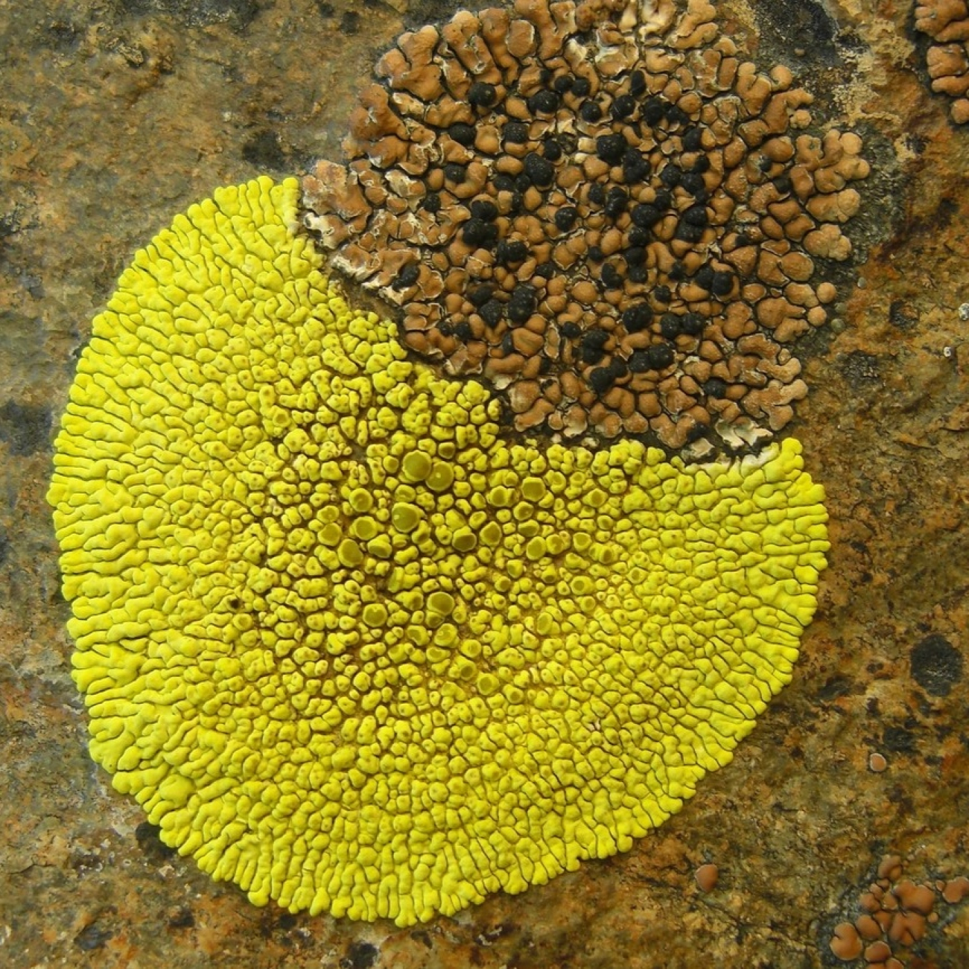 LA VIDA EN NUESTRO PLANETA: 3- INVASORES DE LA TIERRA #documental #vida #podcasts