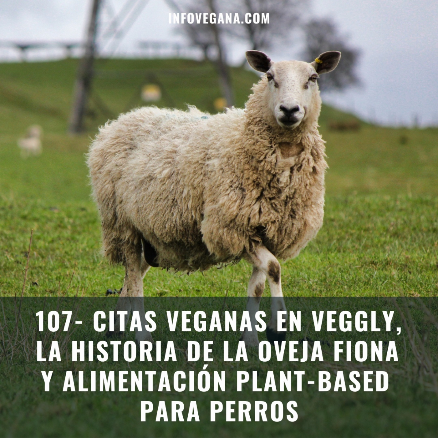Infovegana, podcast de veganismo y sostenibilidad