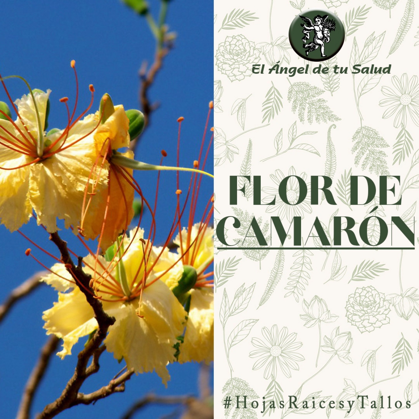 El Ángel de tu Salud - Flor de Camarón** episode artwork