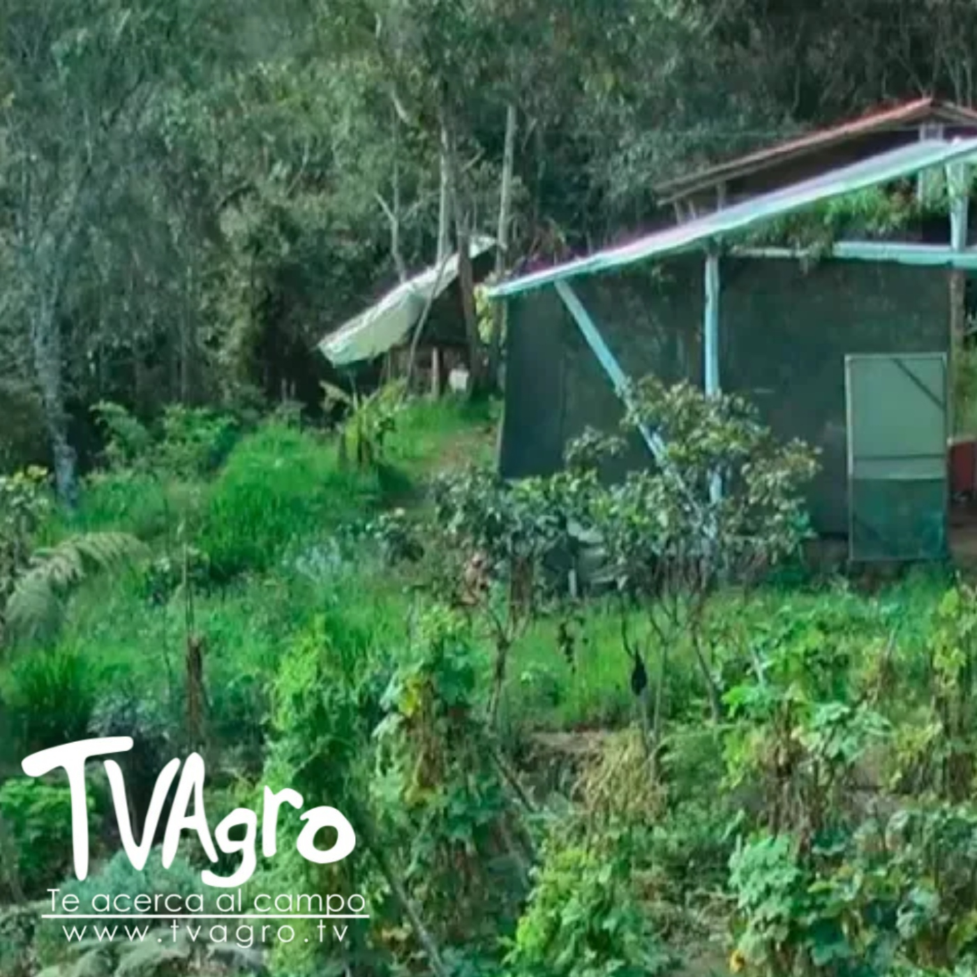 TV AGRO