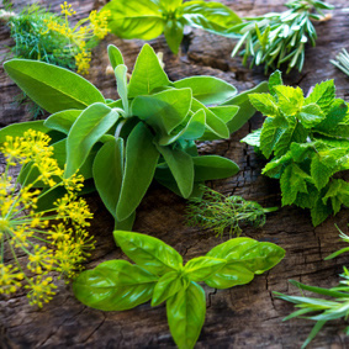 Guía práctica de Plantas Medicinales para los adultos mayores episode artwork