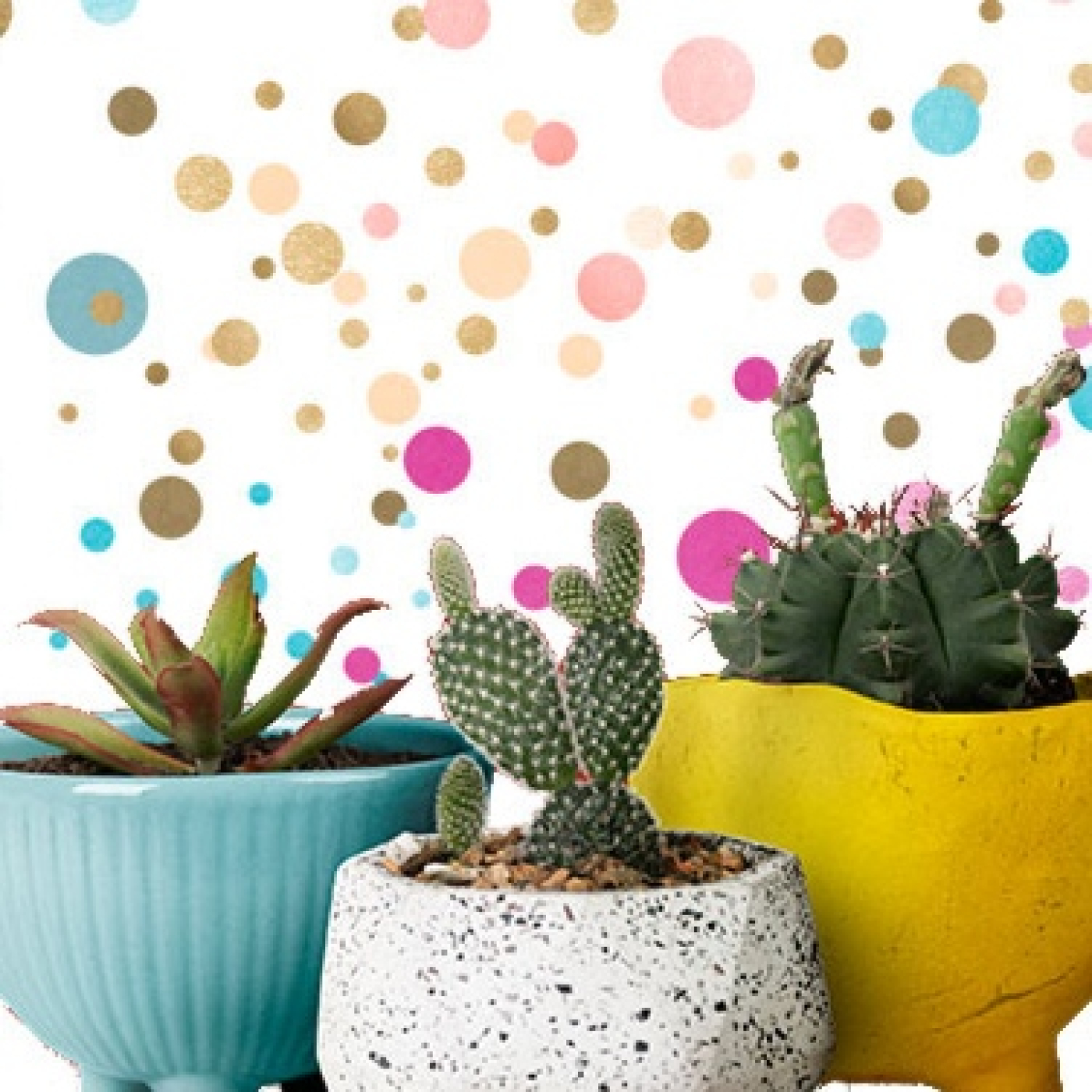 Cactus Confetti