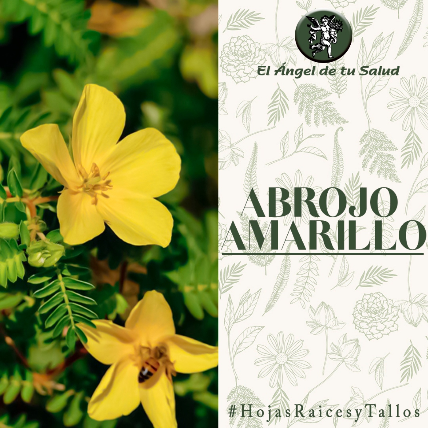 El Ángel de tu Salud - Abrojo Amarillo** episode artwork