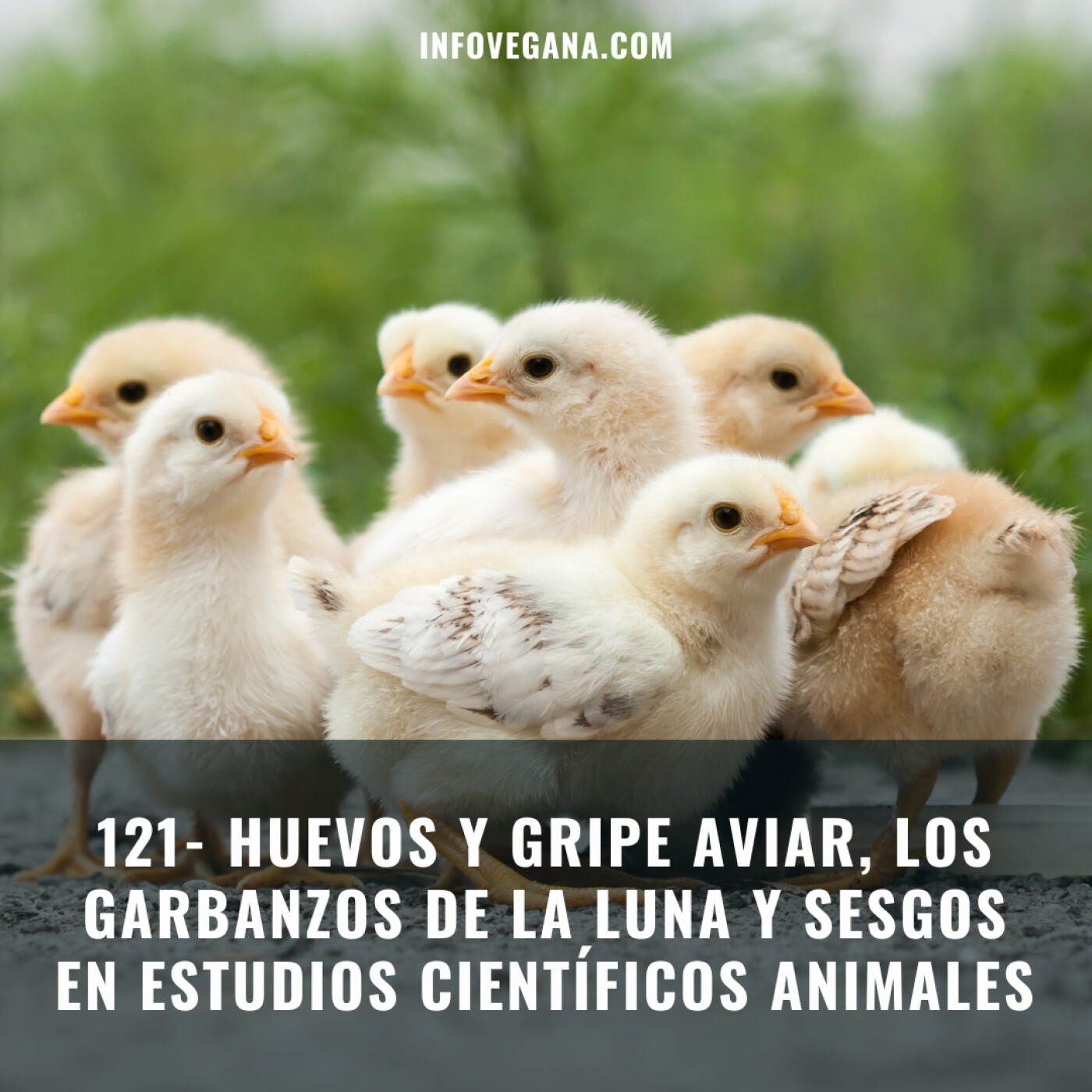 Infovegana, podcast de veganismo y sostenibilidad